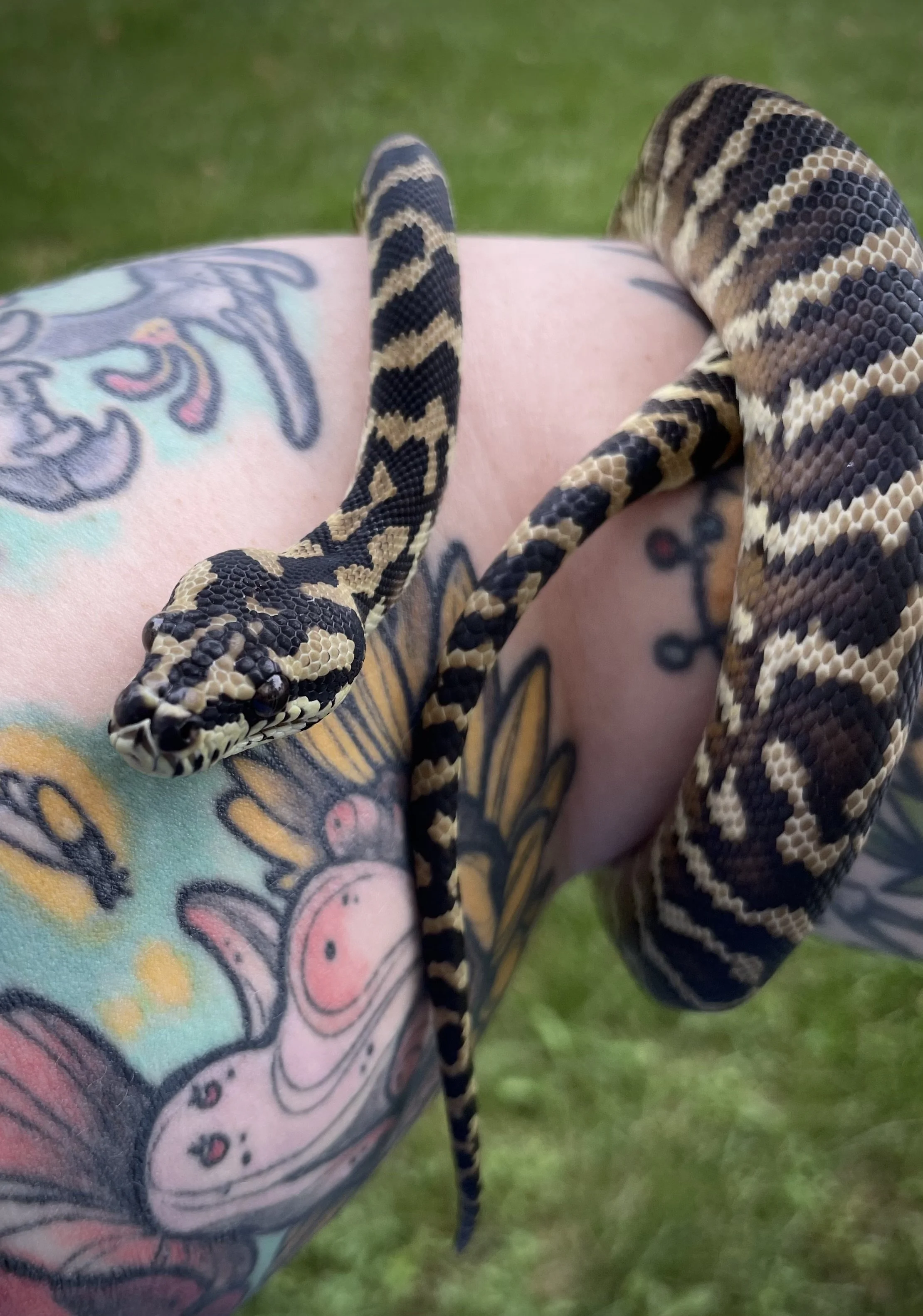 Jormungandr | Papuan Carpet Python - Morelia spilota harrisoni