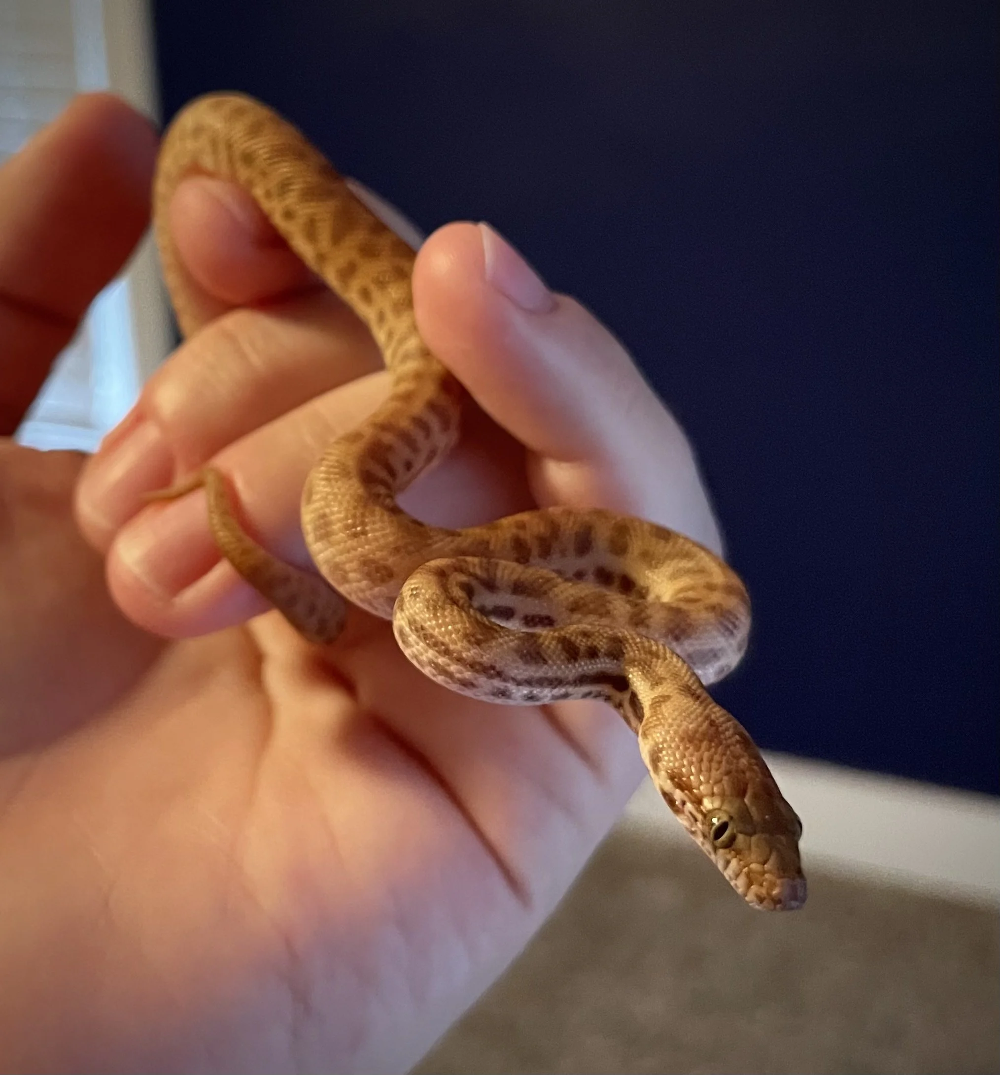 Cheeba | Children's Python - Antaresia childreni