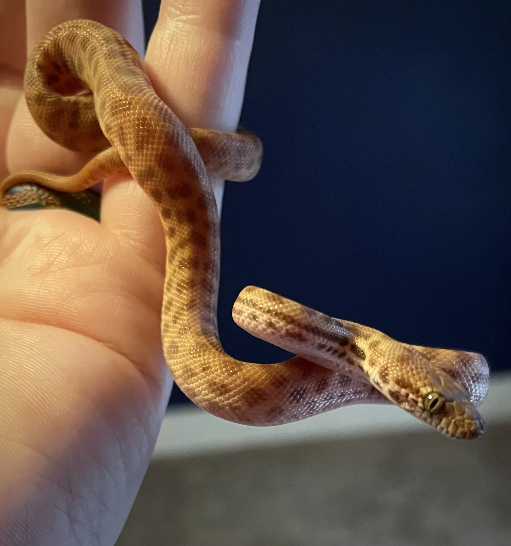 Cheeba | Children's Python - Antaersia childreni