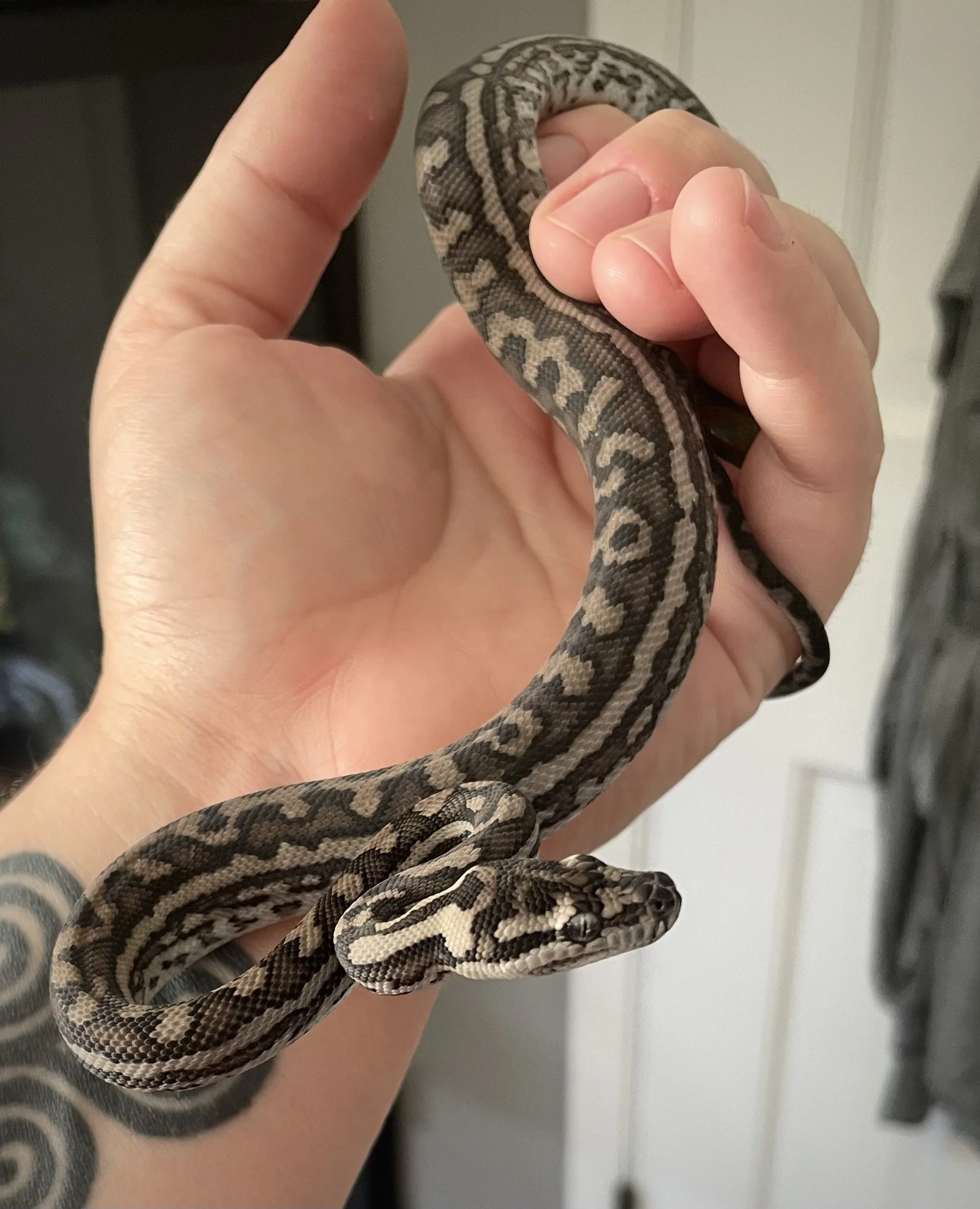Apophis | Coastal Carpet Python - Morelia spilota mcdowelli