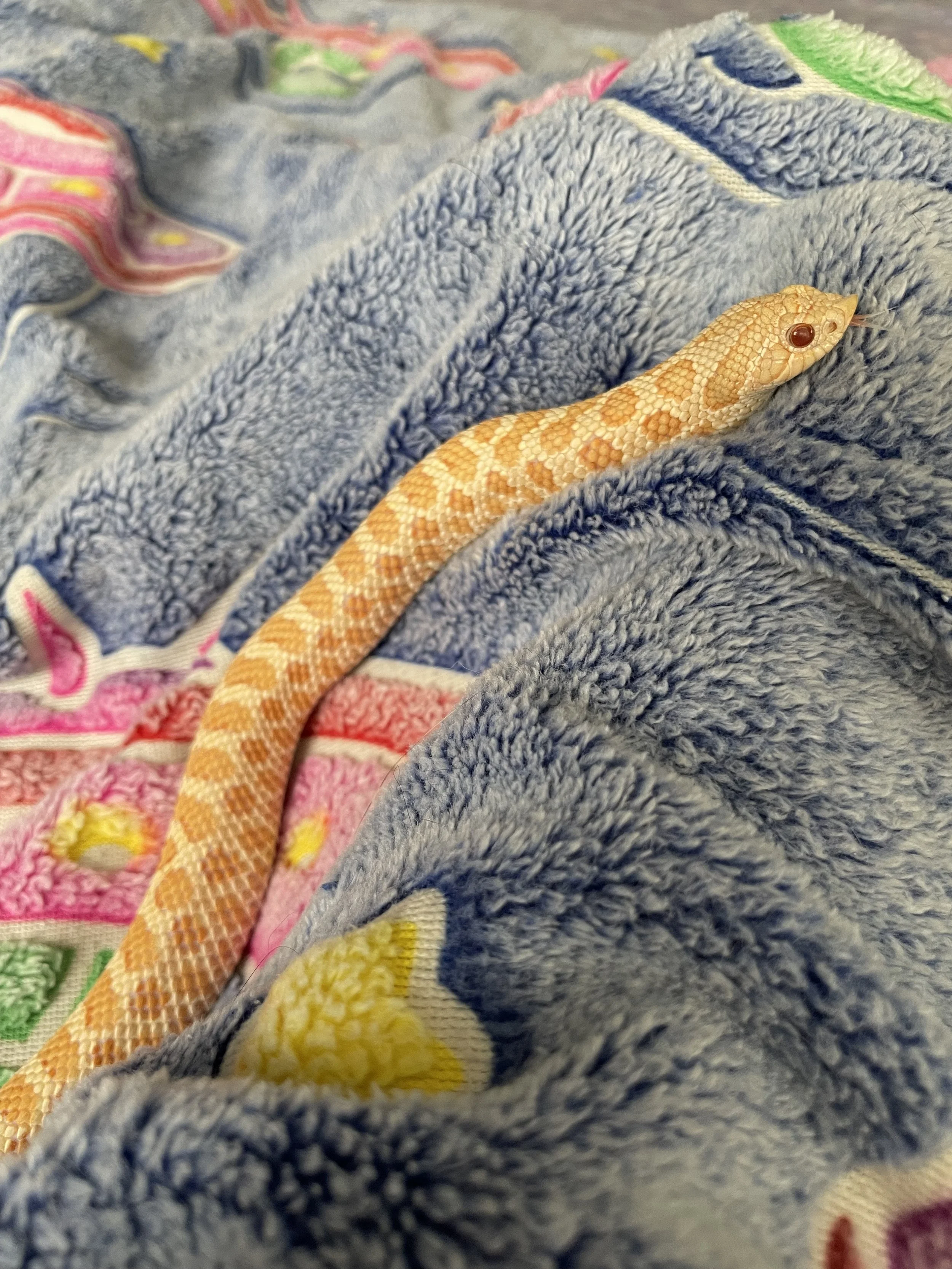 Paras | Plains (Western) Hognose - Heterodon nasicus