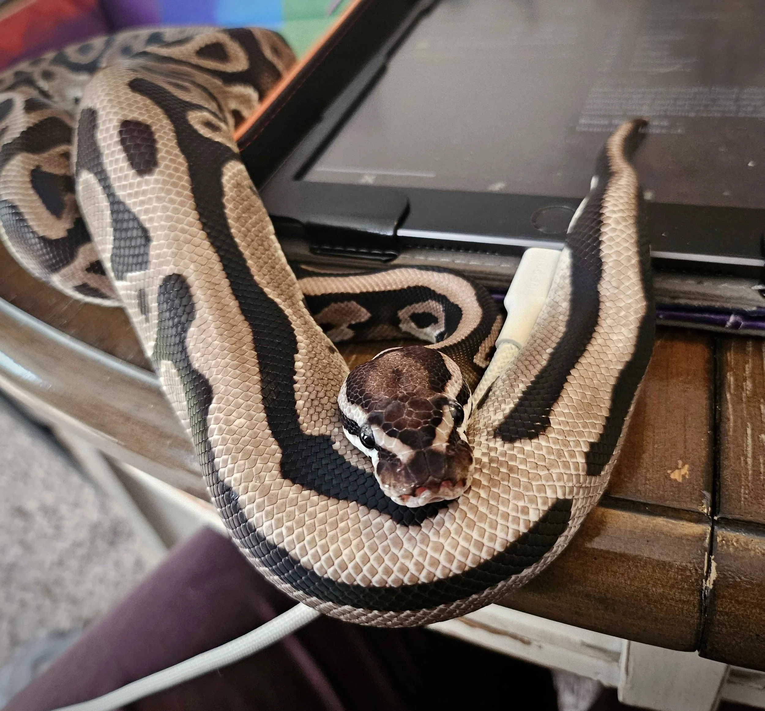 Ezme | Ball Python - Python regius