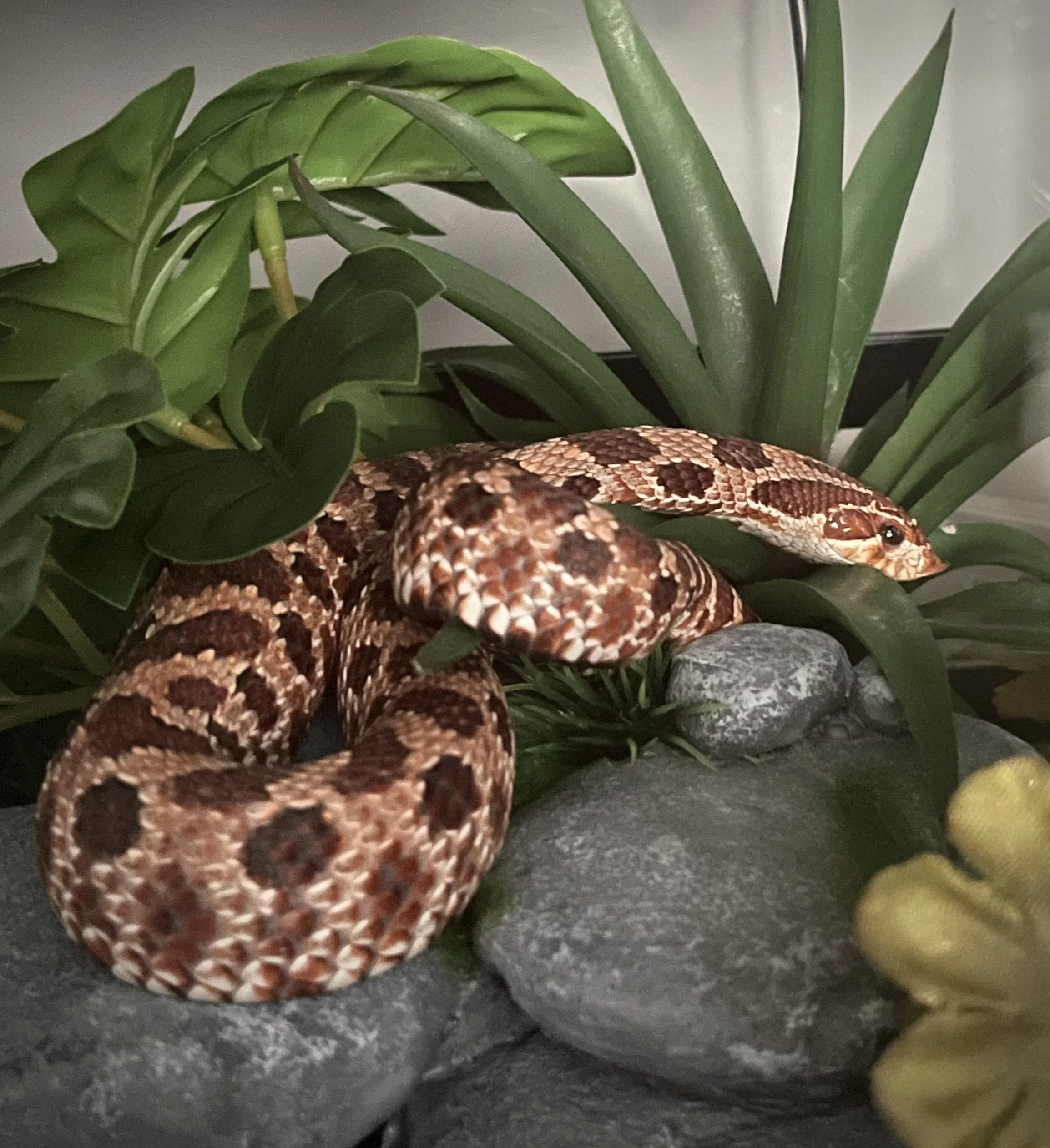 Swinub | Plains/Western Hognose - Heterodon nasicus