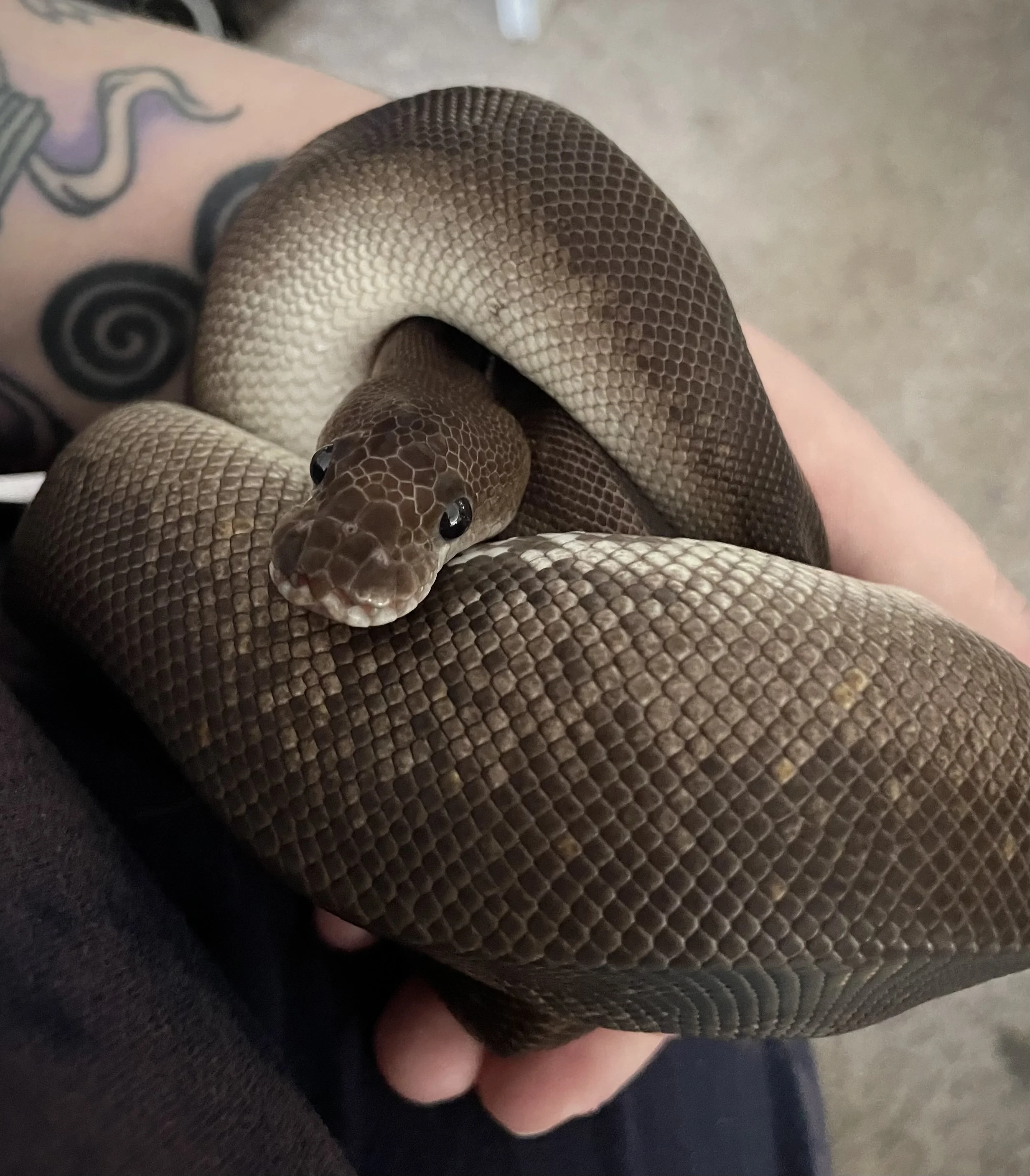 Roger | Ball Python - Python regius