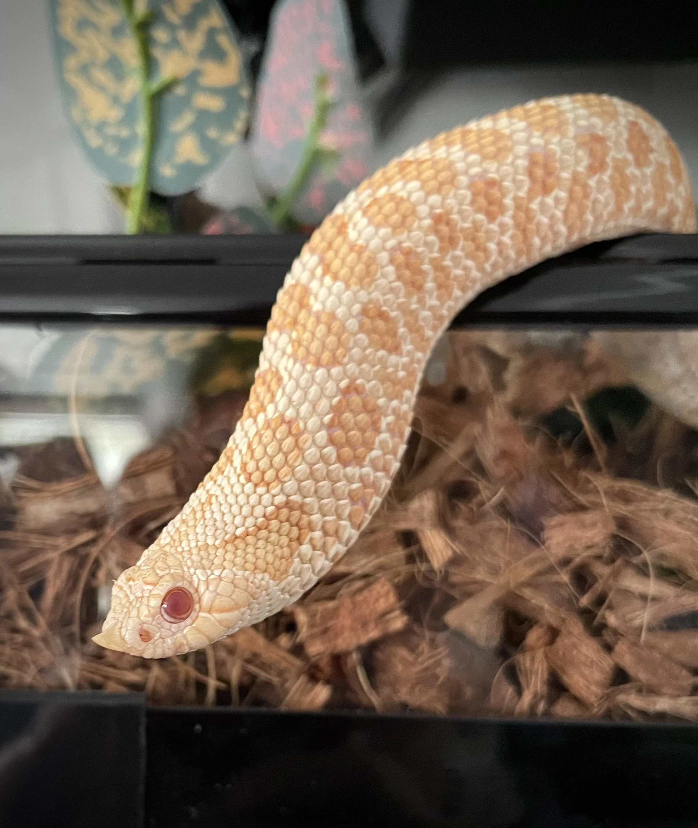 Paras | Plains/Western Hognose - Heterodon nasicus
