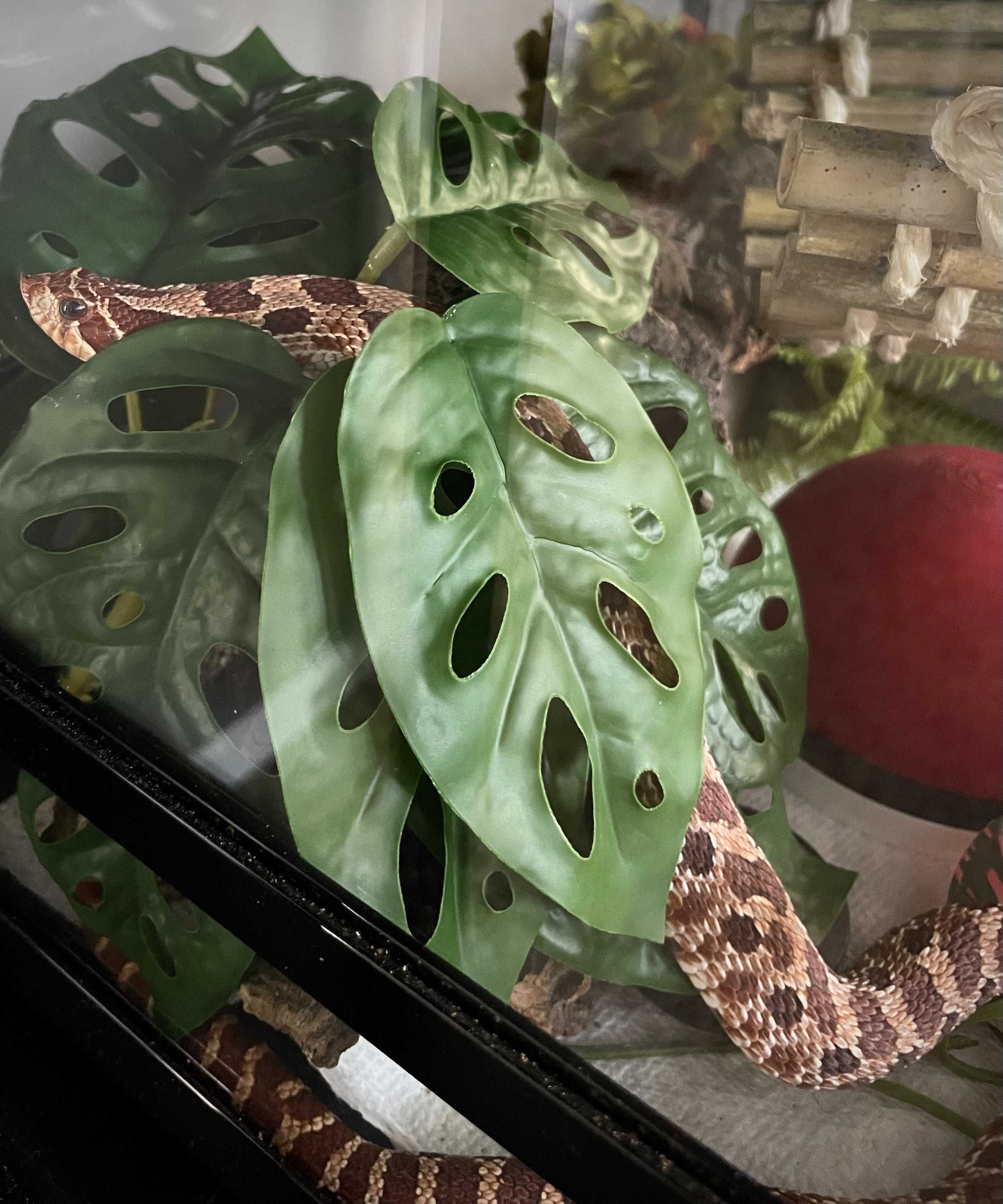 Swinub | Plains (Western) Hognose - Heterodon nasicus