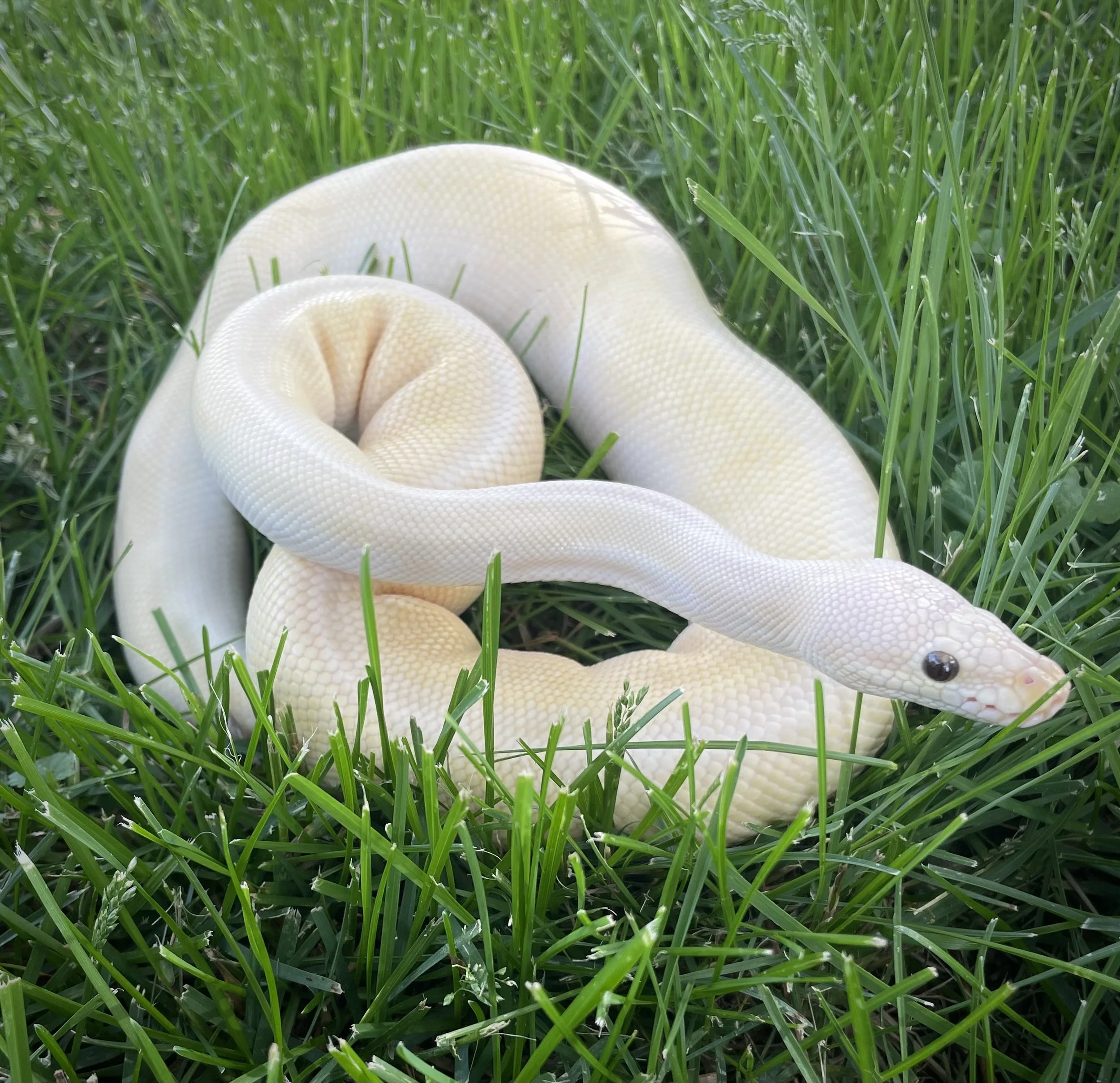 Cornelius | Ball Python - Python regius
