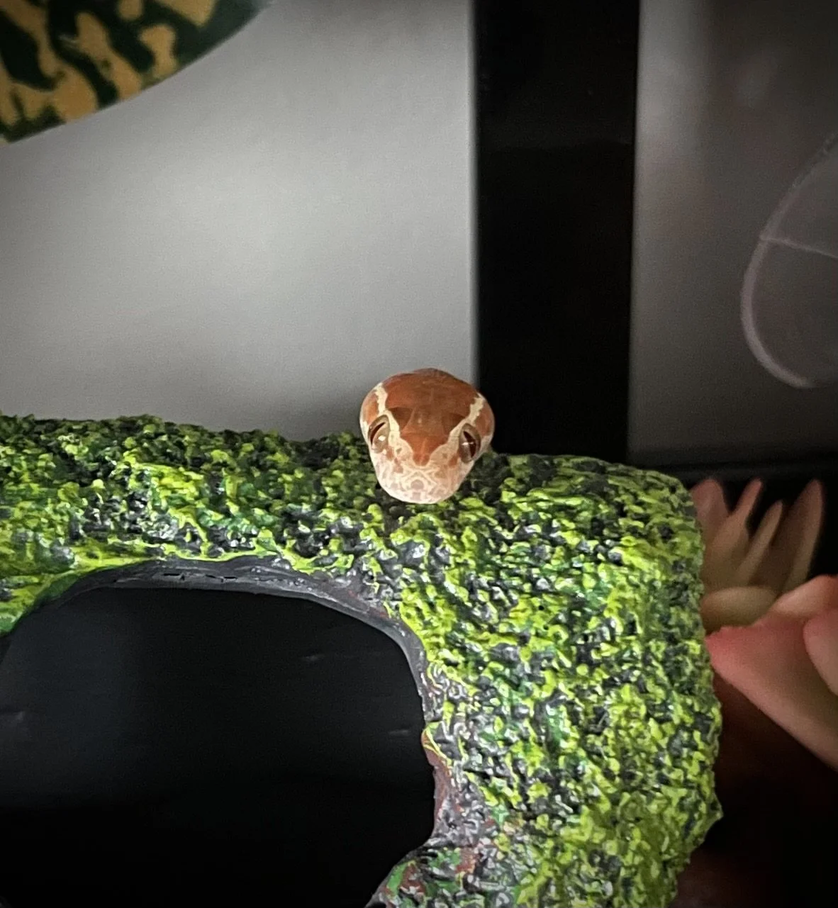 Charmander | Cape African House Snake | Boaedon capensis