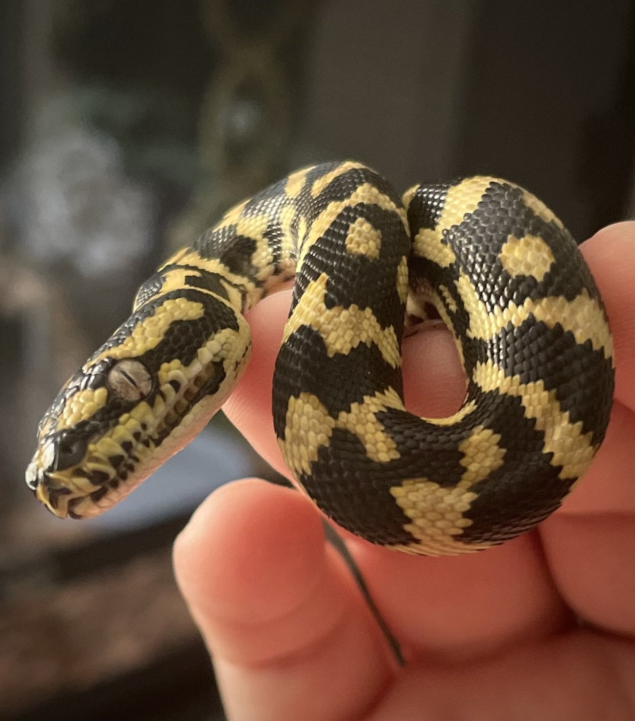 Ophion | Jungle Carpet Python - Morelia spilota cheynei