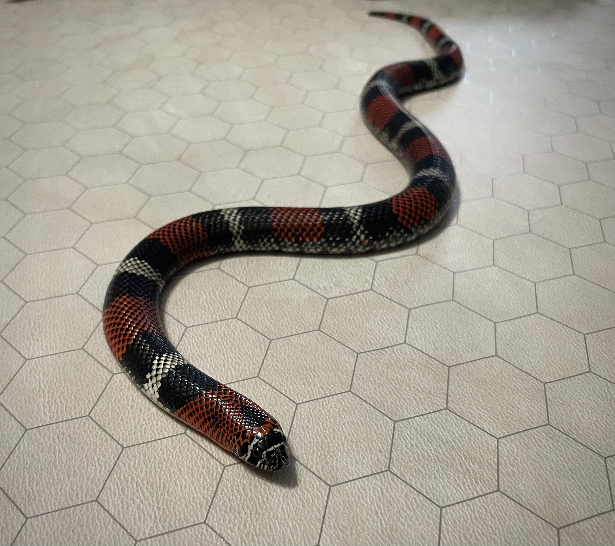 Wurmple | Tricolor Hognose - Xenodon pulcher