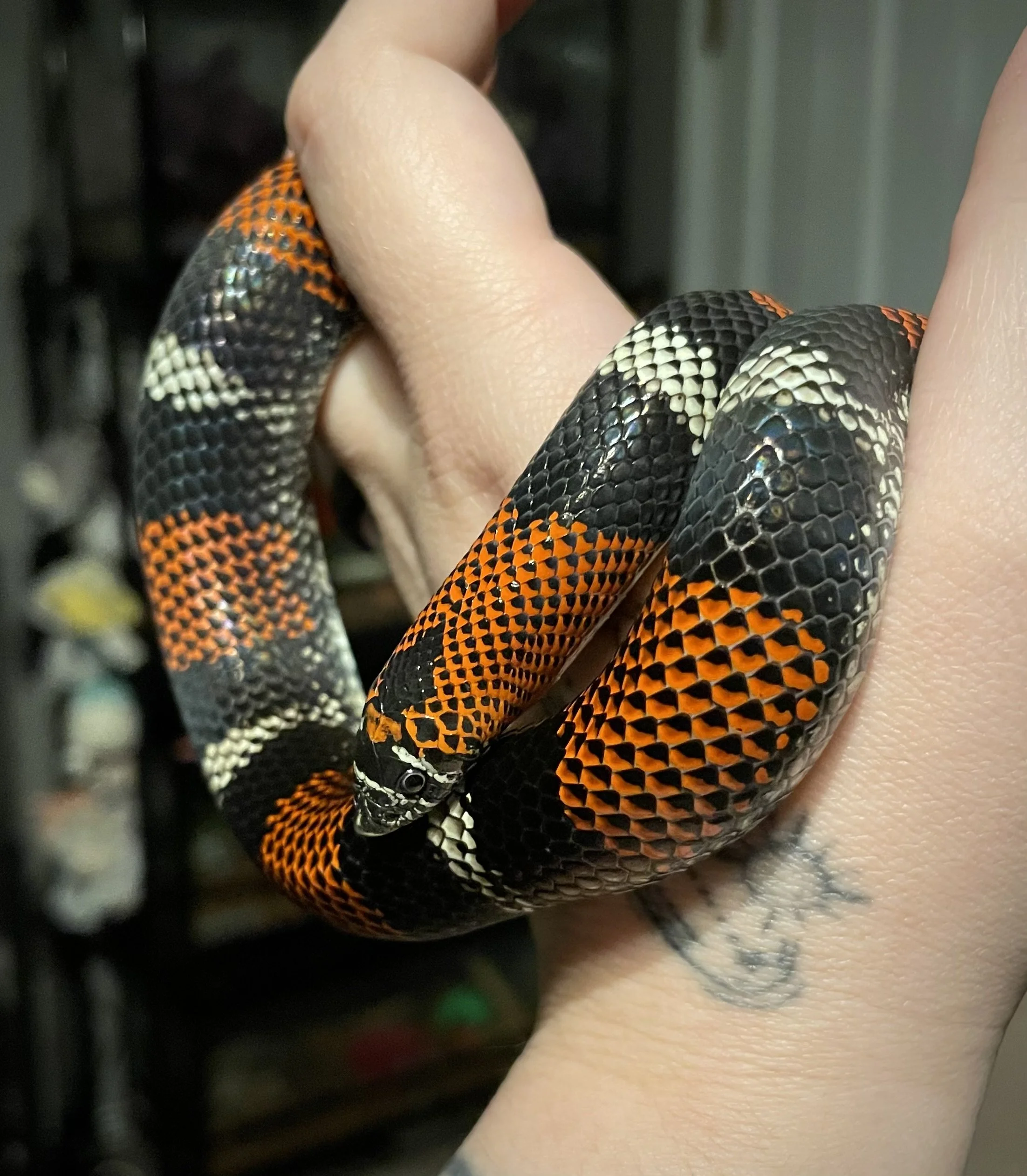Wurmple | Tricolor Hognose - Xenodon pulcher