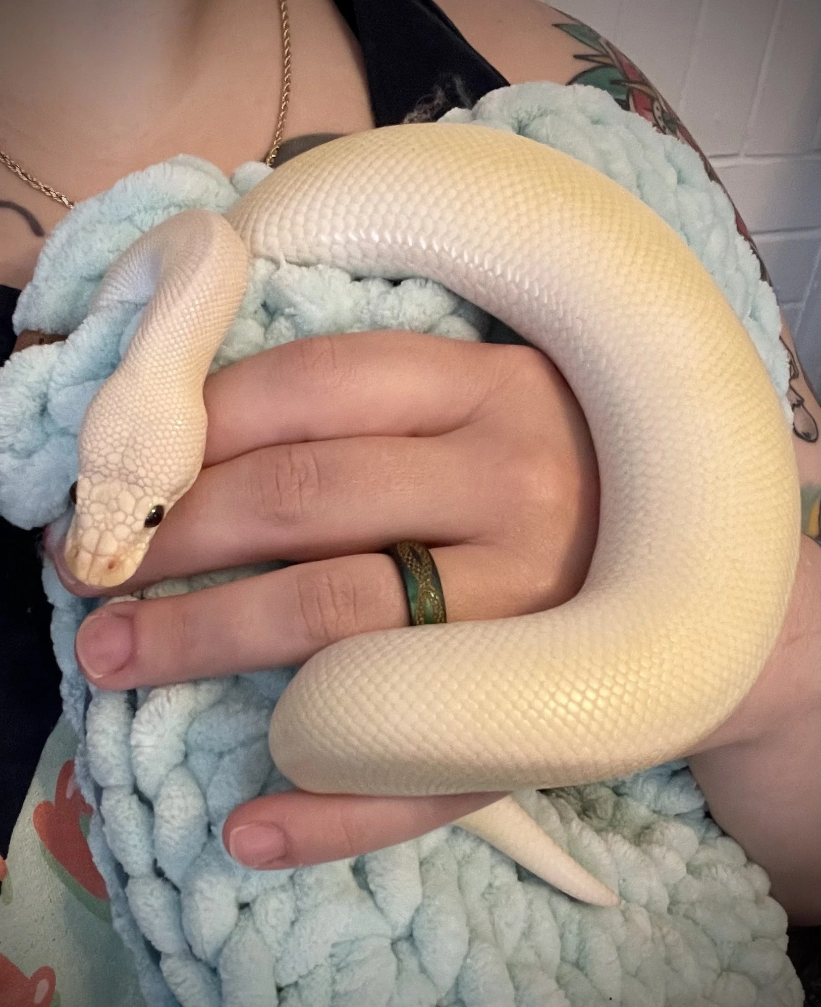 Cornelius | Ball Python - Python regius