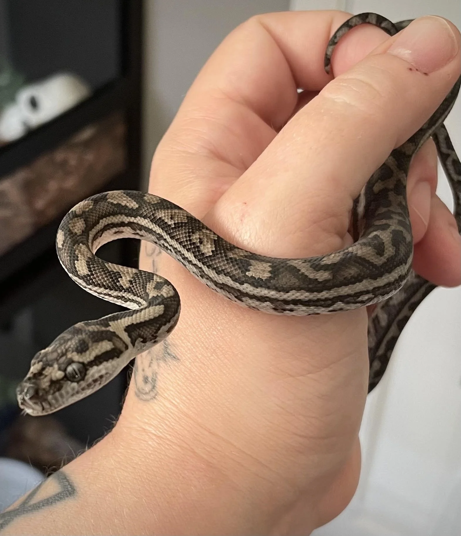 Apophis | Coastal Carpet Python - Morelia spilota mcdowelli