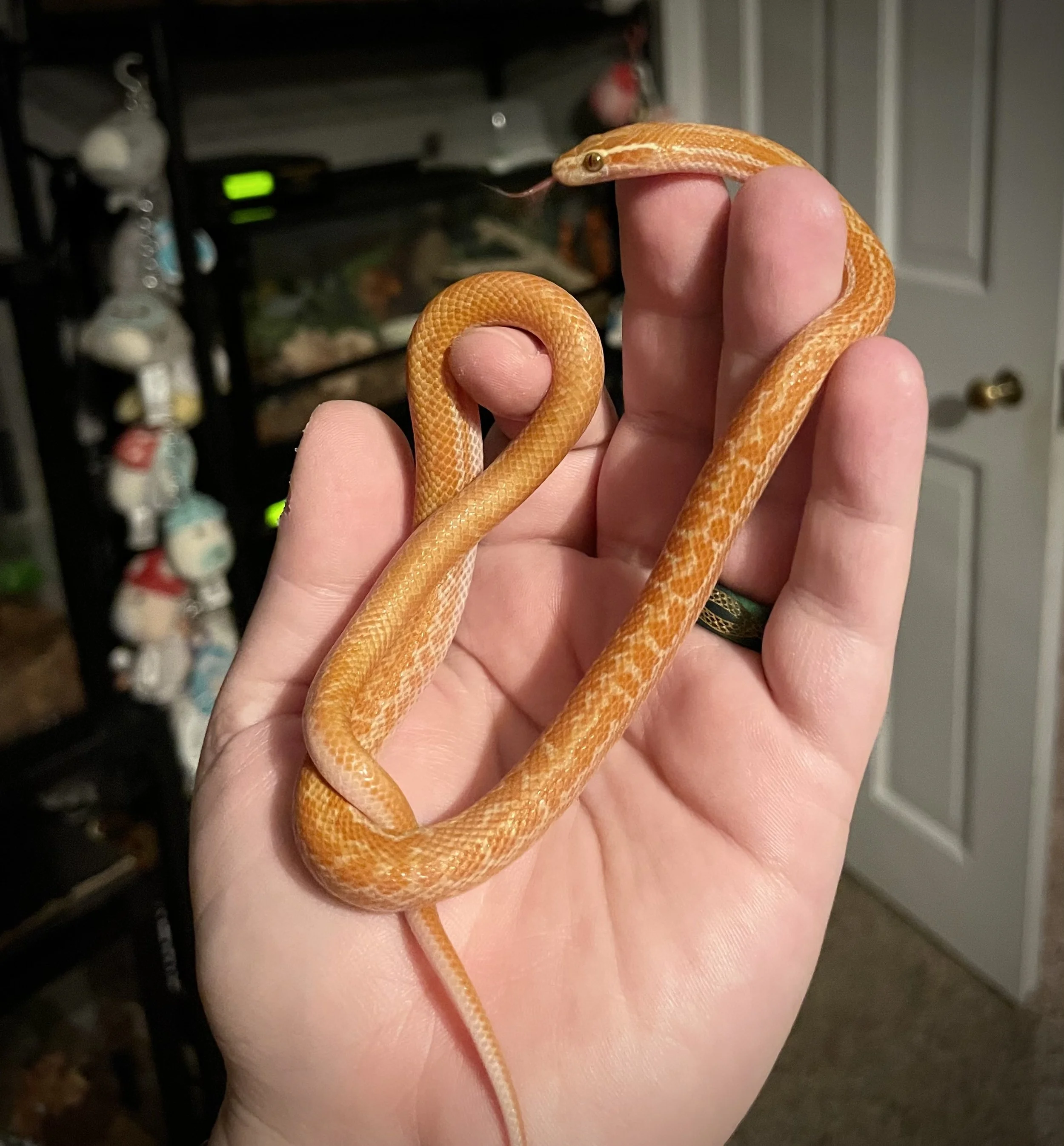 Charmander | Cape African House Snake - Boaedon capensis