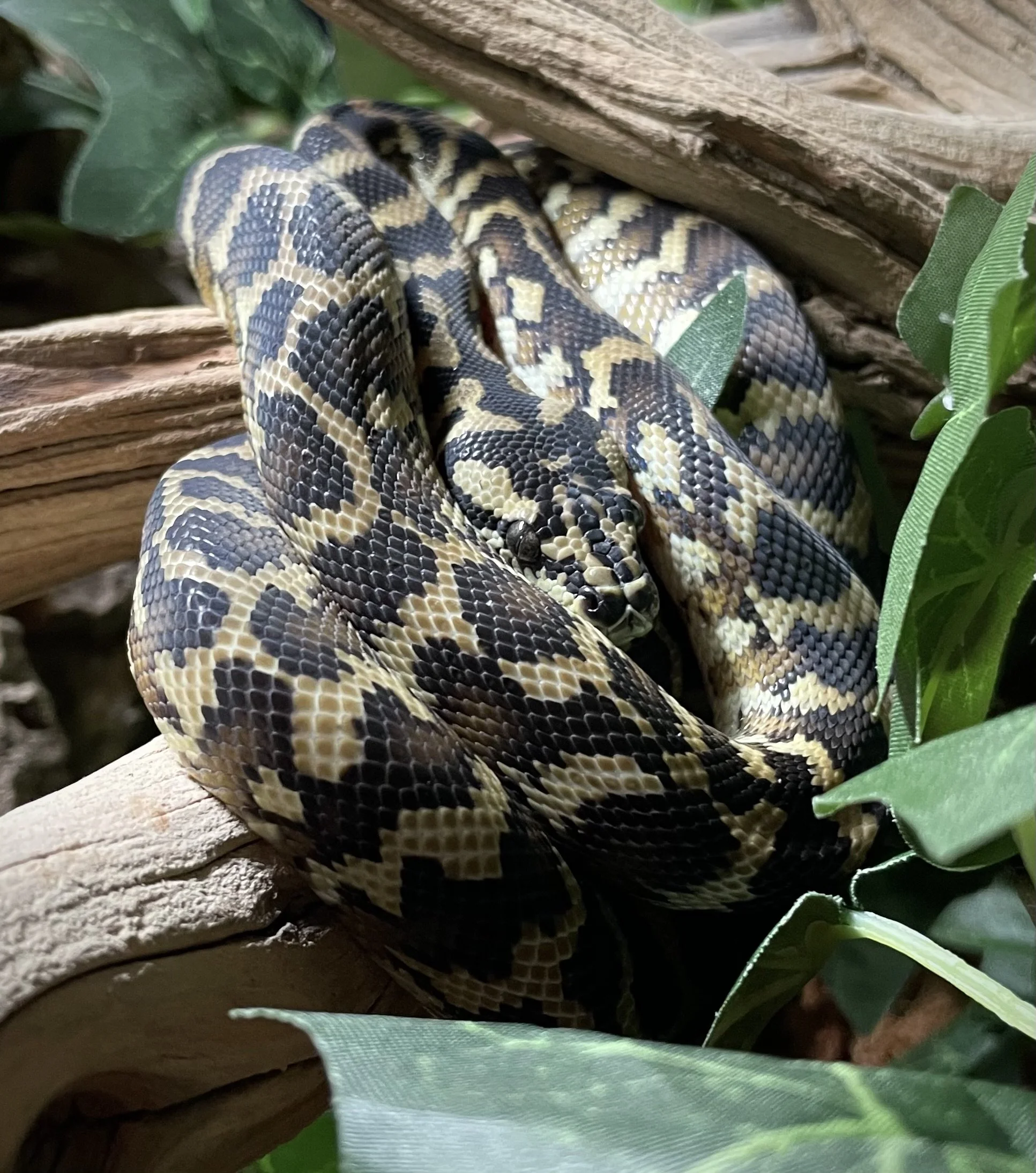 Jormungandr | Papuan Carpet Python - Morelia spilota harrisoni