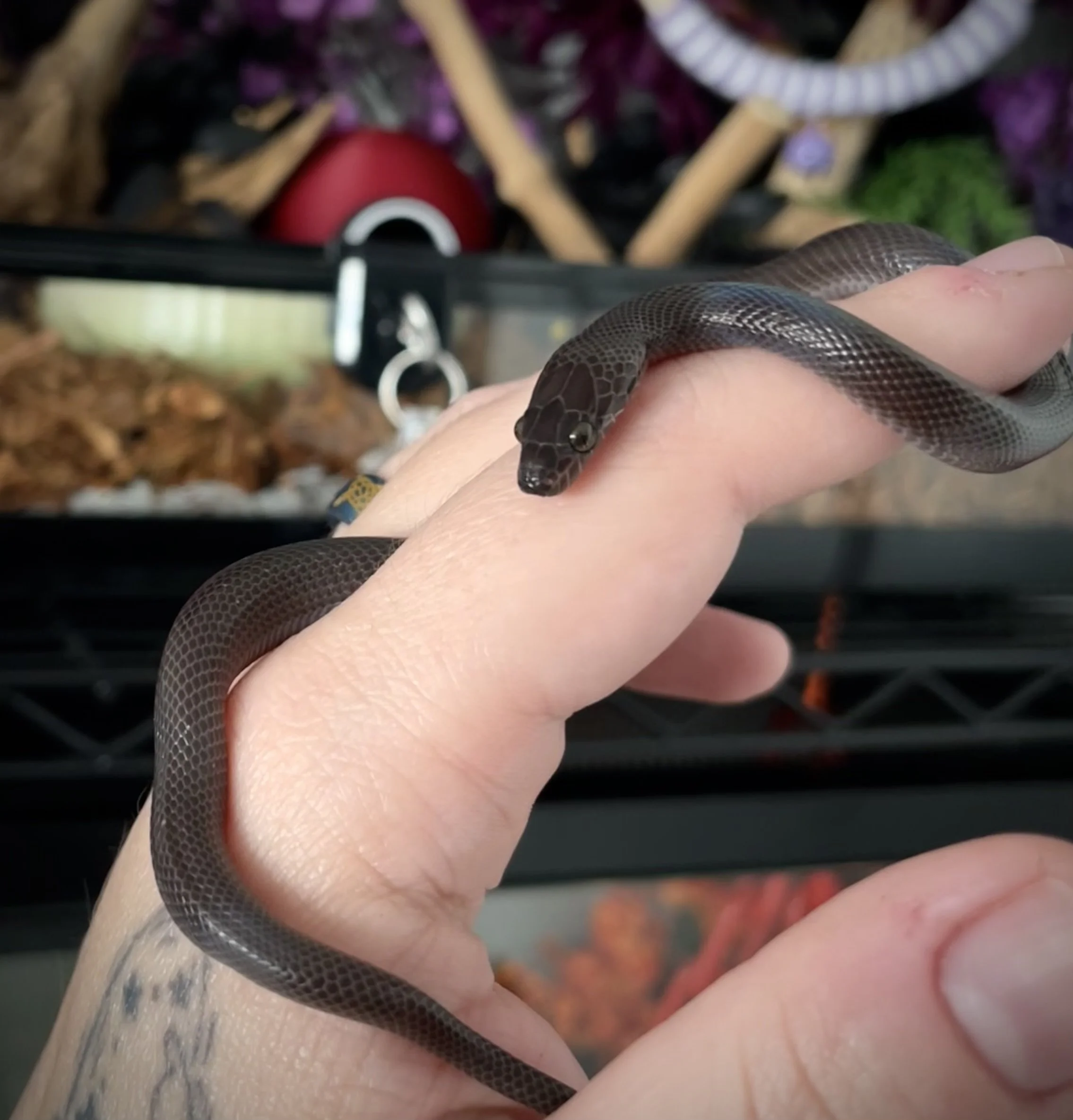 Umbreon | Black African House Snake | Boaedon fuliginosis