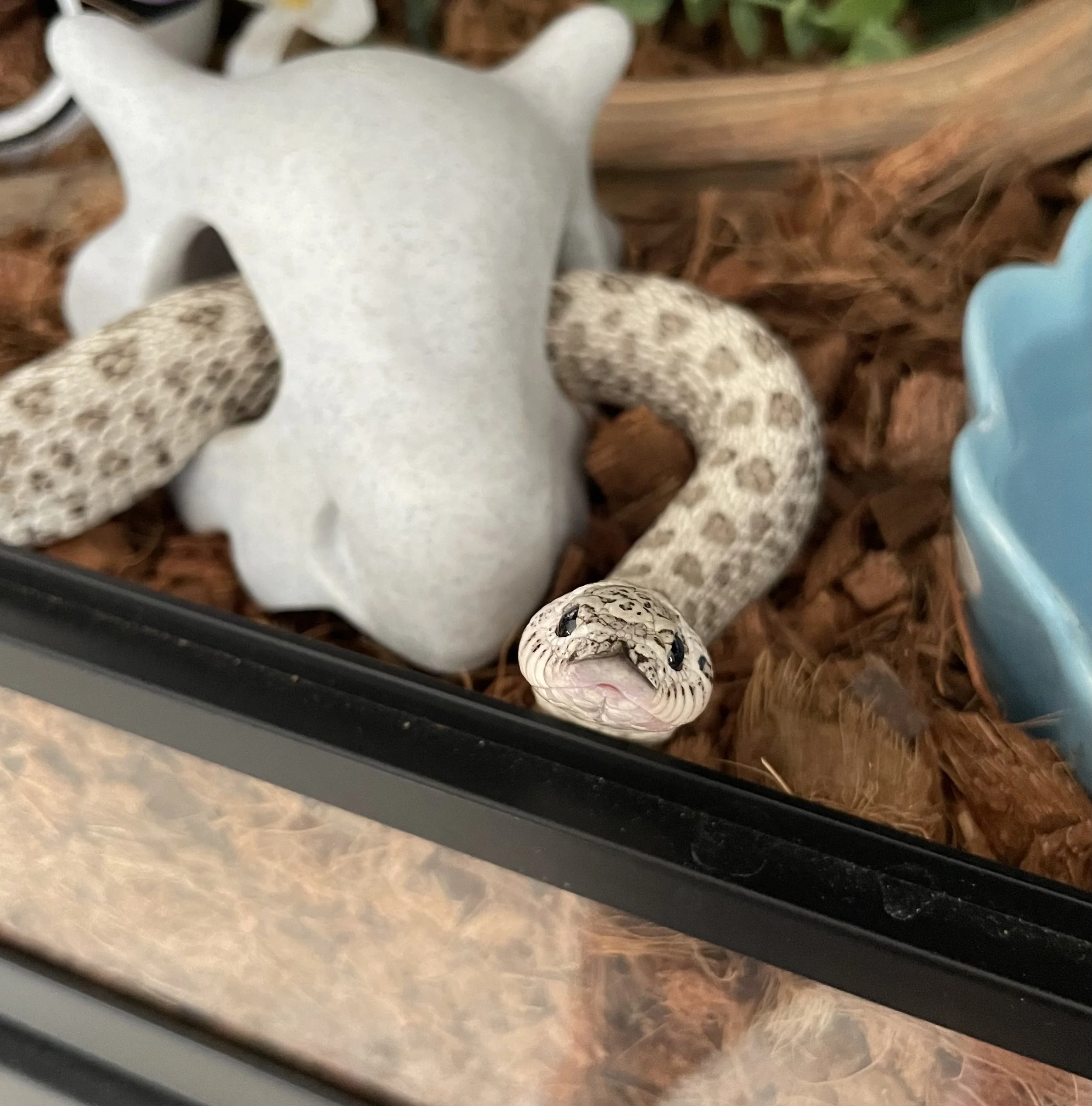 Dratini | Plains (Western) Hognose - Heterodon nasicus