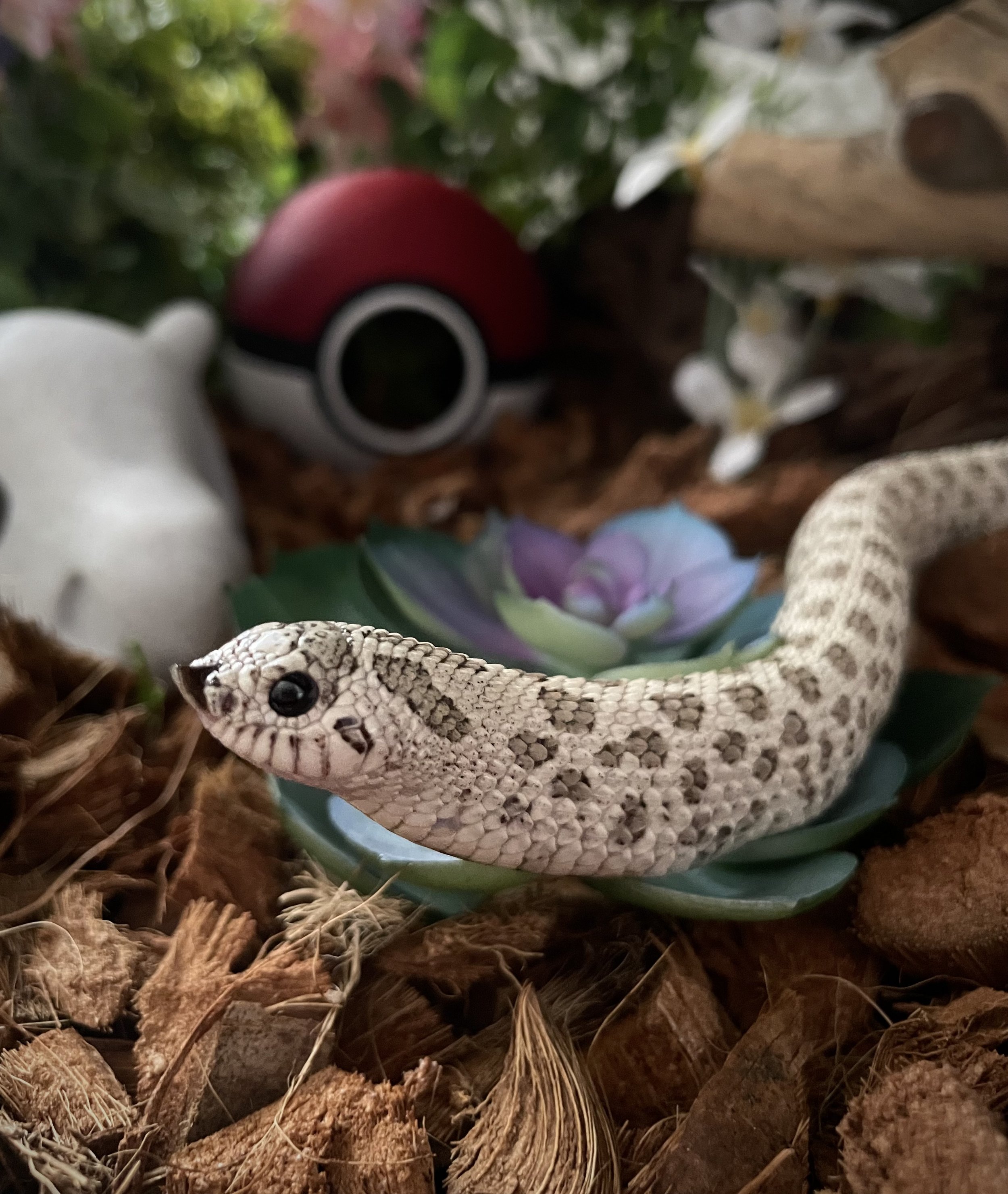 Dratini | Plains/Western Hognose - Heterodon nasicus