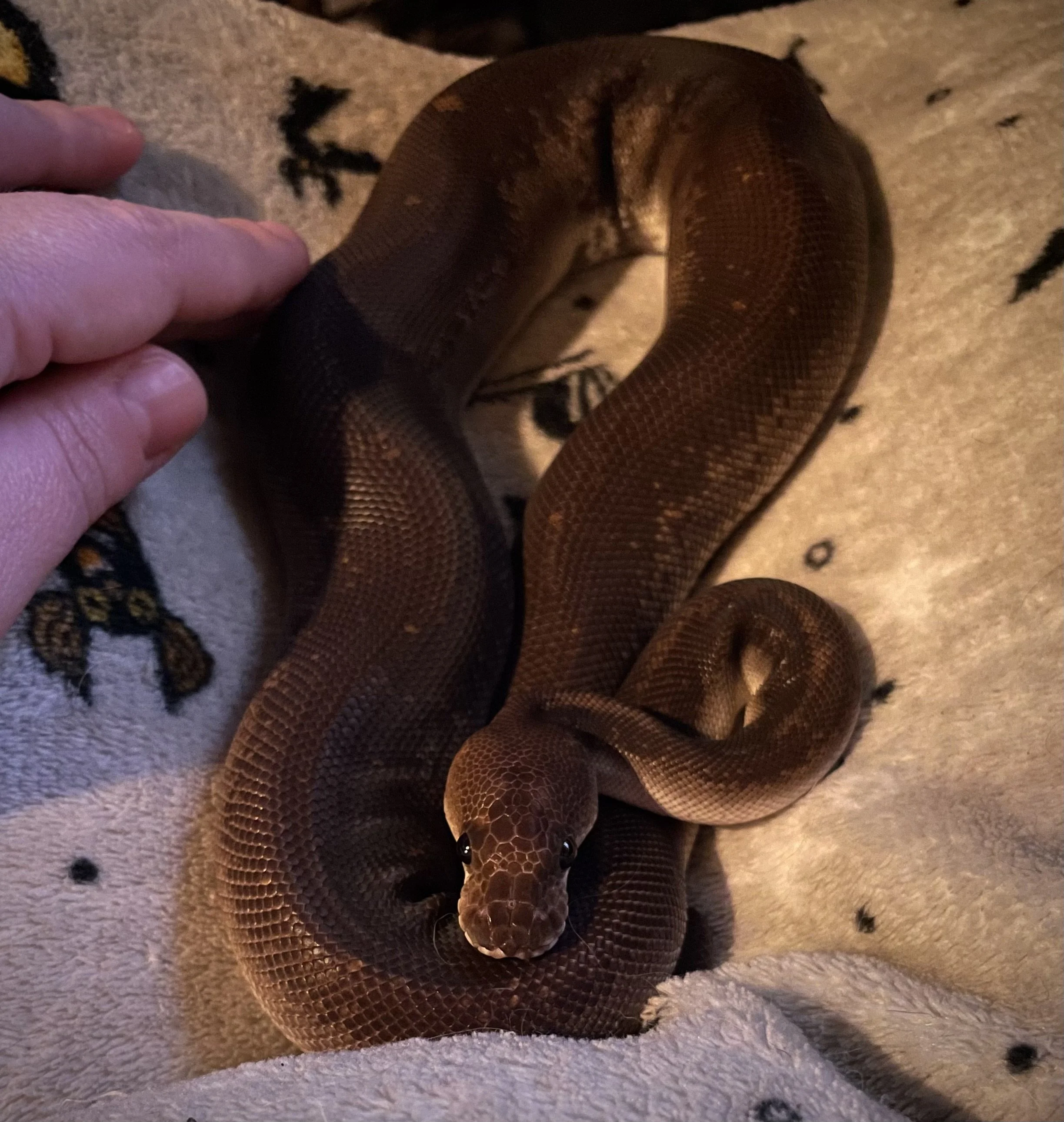 Roger | Ball Python - Python regius