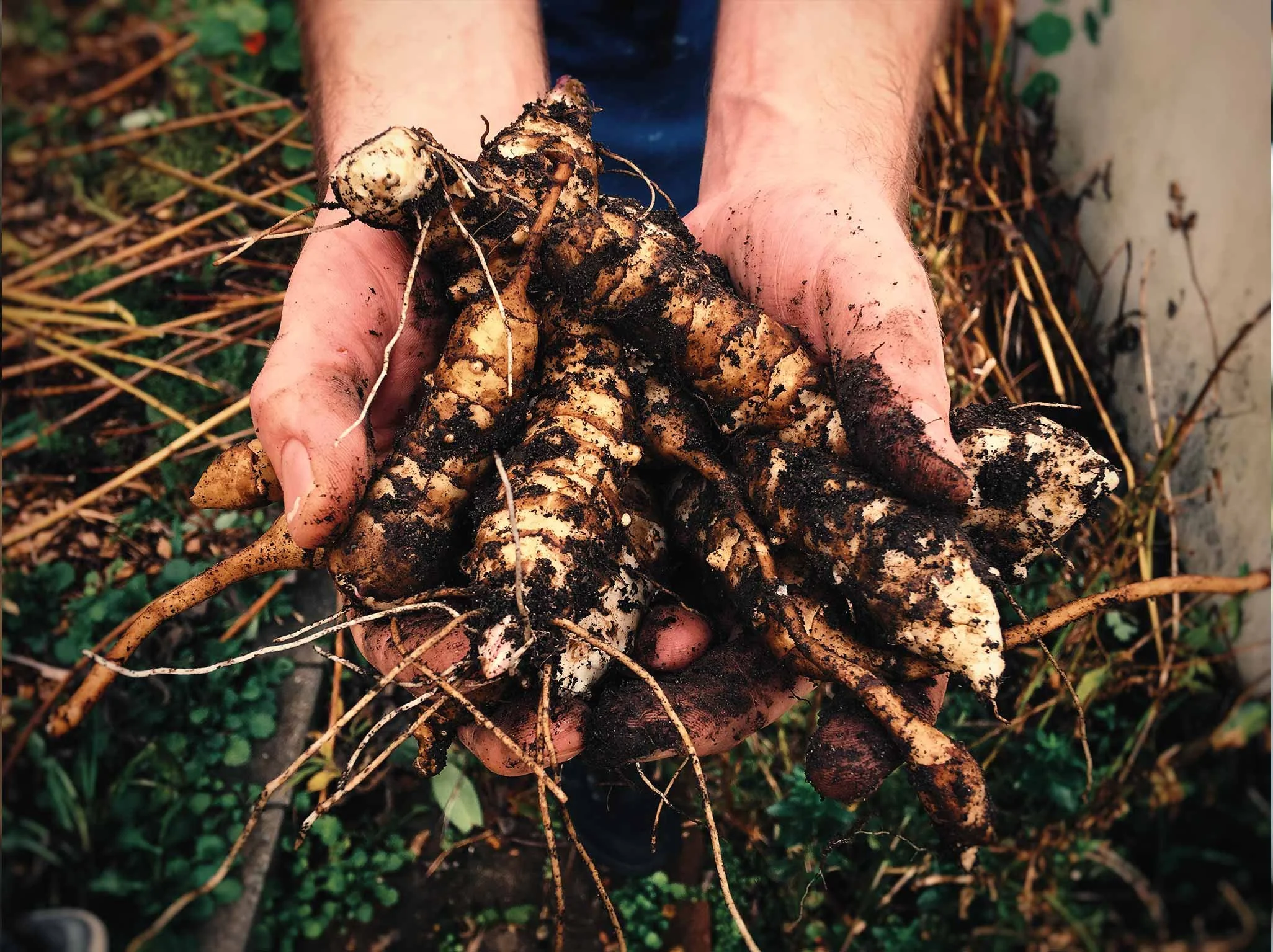 Close-up of a person's hands holding freshly dug carrots covered in soil, with a garden background.