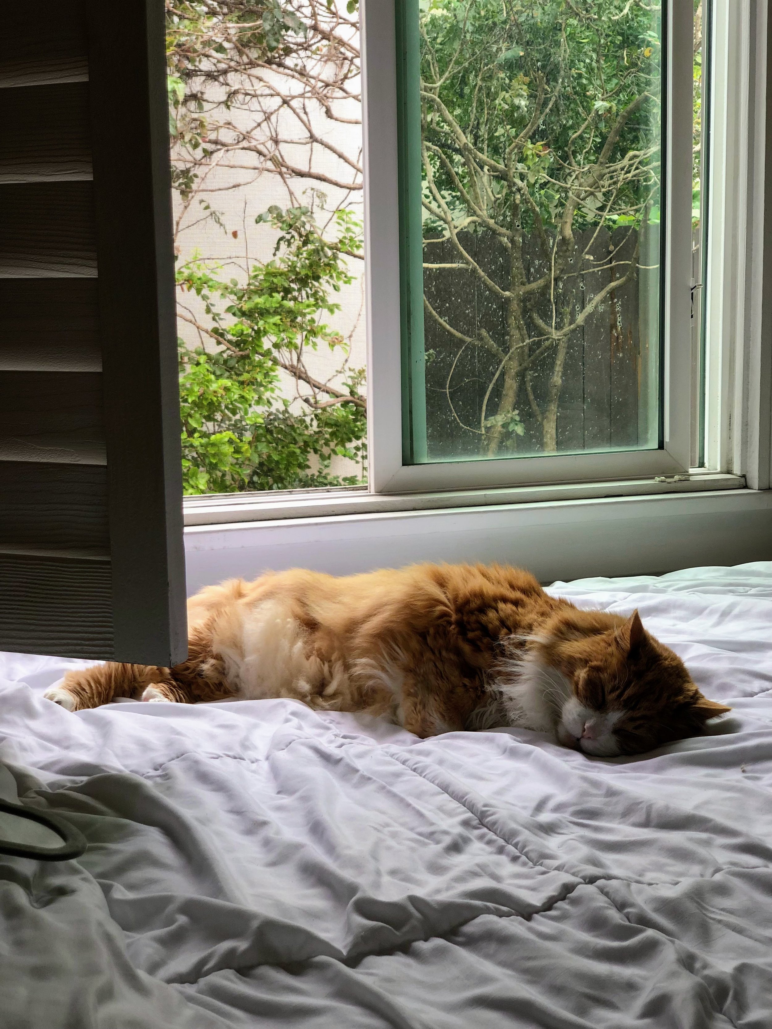 An orange and white cat is sleeping on a white bed near a window with a view of green trees and branches outside.
