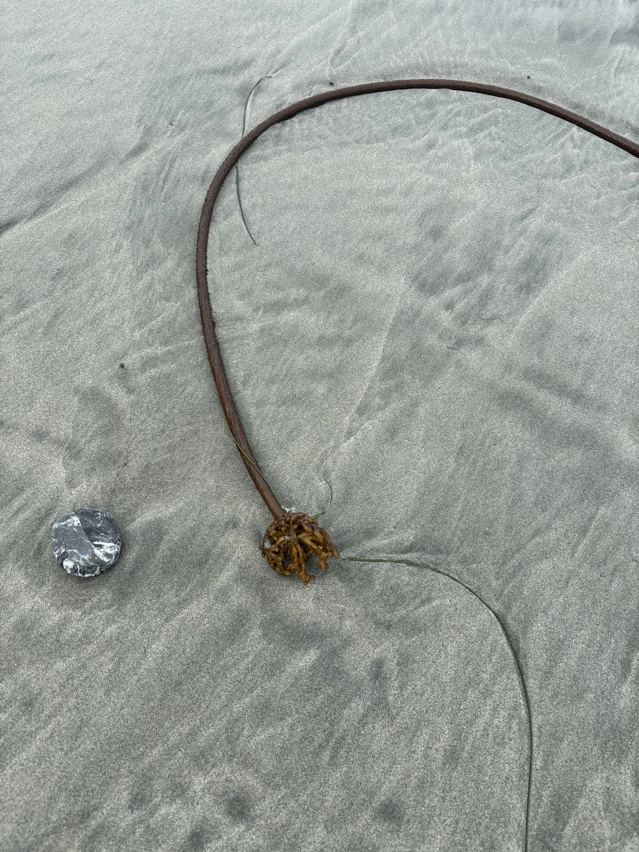 A curved line of kelp on a sandy beach next to a small, round stone.
