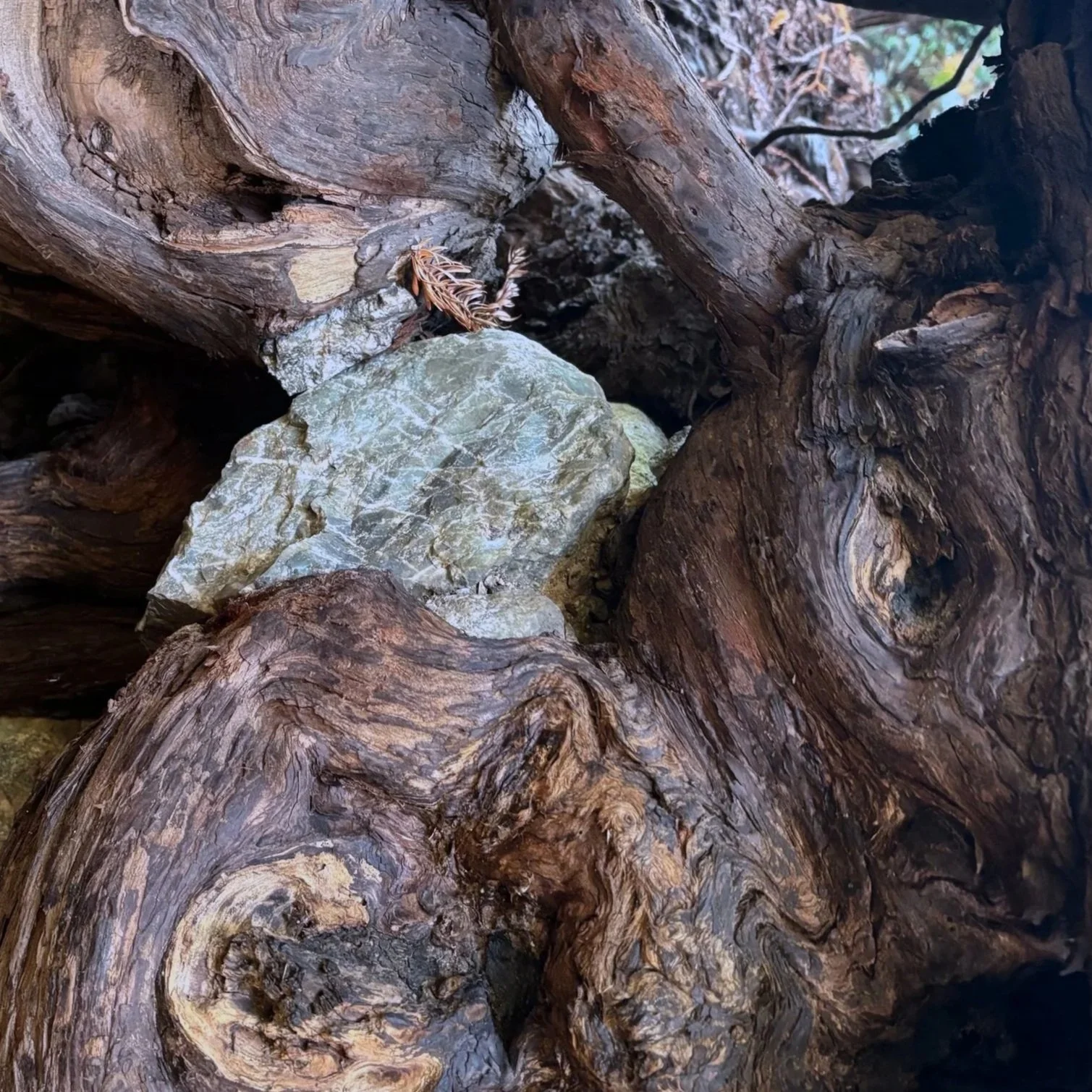 Close-up of gnarled, textured tree roots and rocks intertwined.