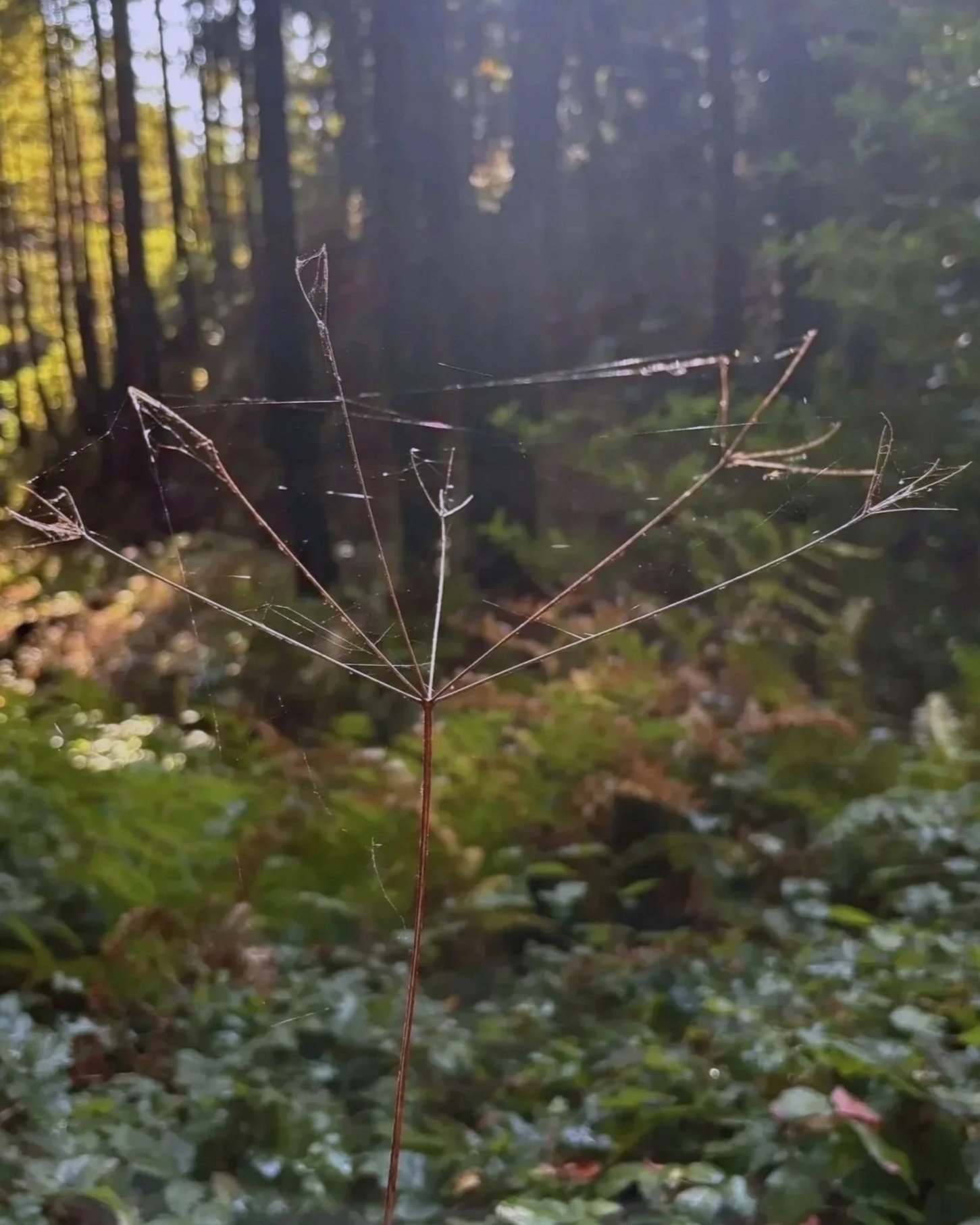 Close-up of a dry, brown plant with delicate spider webs on its branches, set against a blurred forest background with tall trees and green foliage.