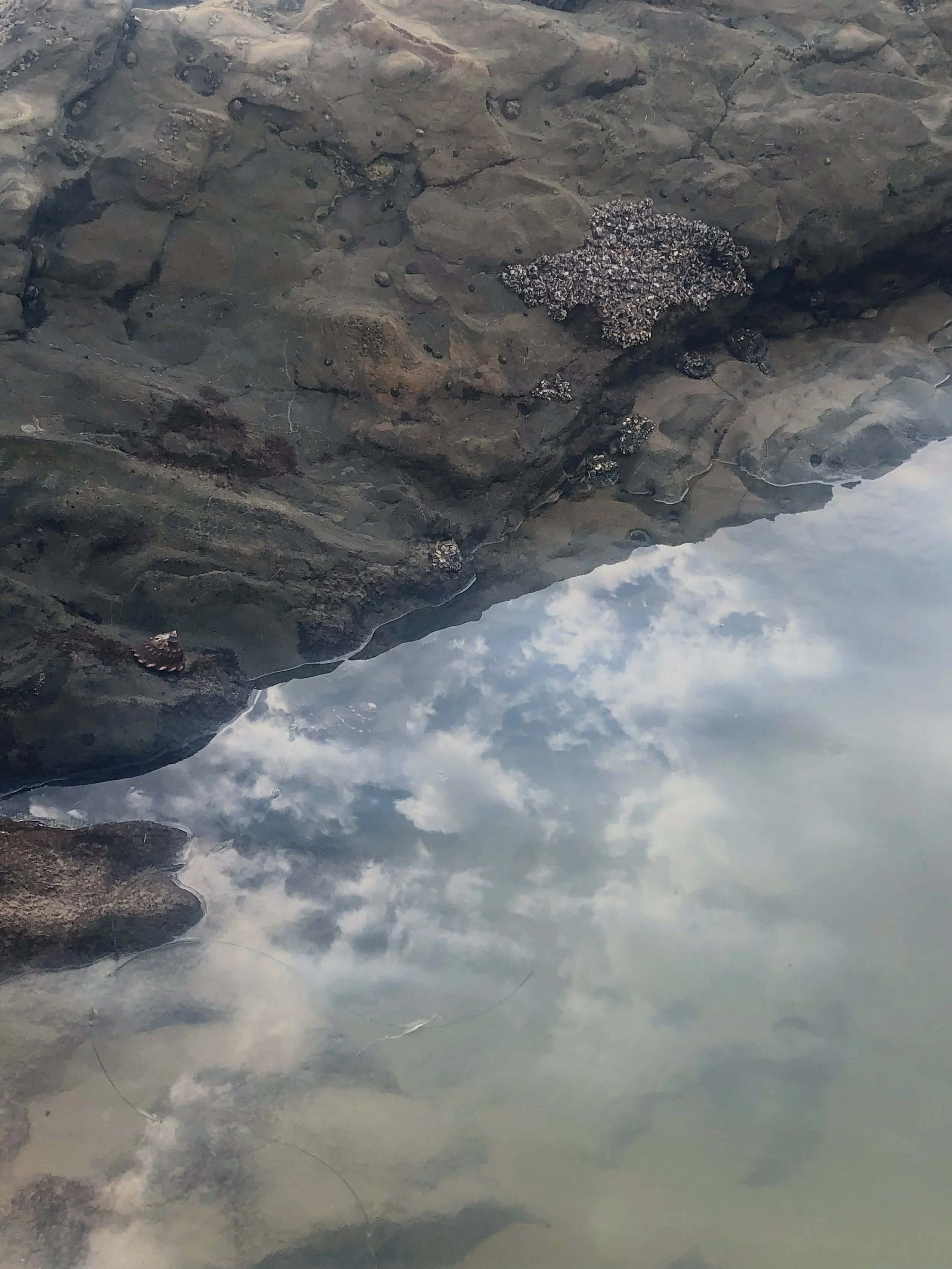 A rocky shoreline with clustered barnacles, an ocean, and cloudy sky reflected in the water.