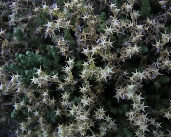 Close-up of a cactus plant with sharp, white spines and green segments.