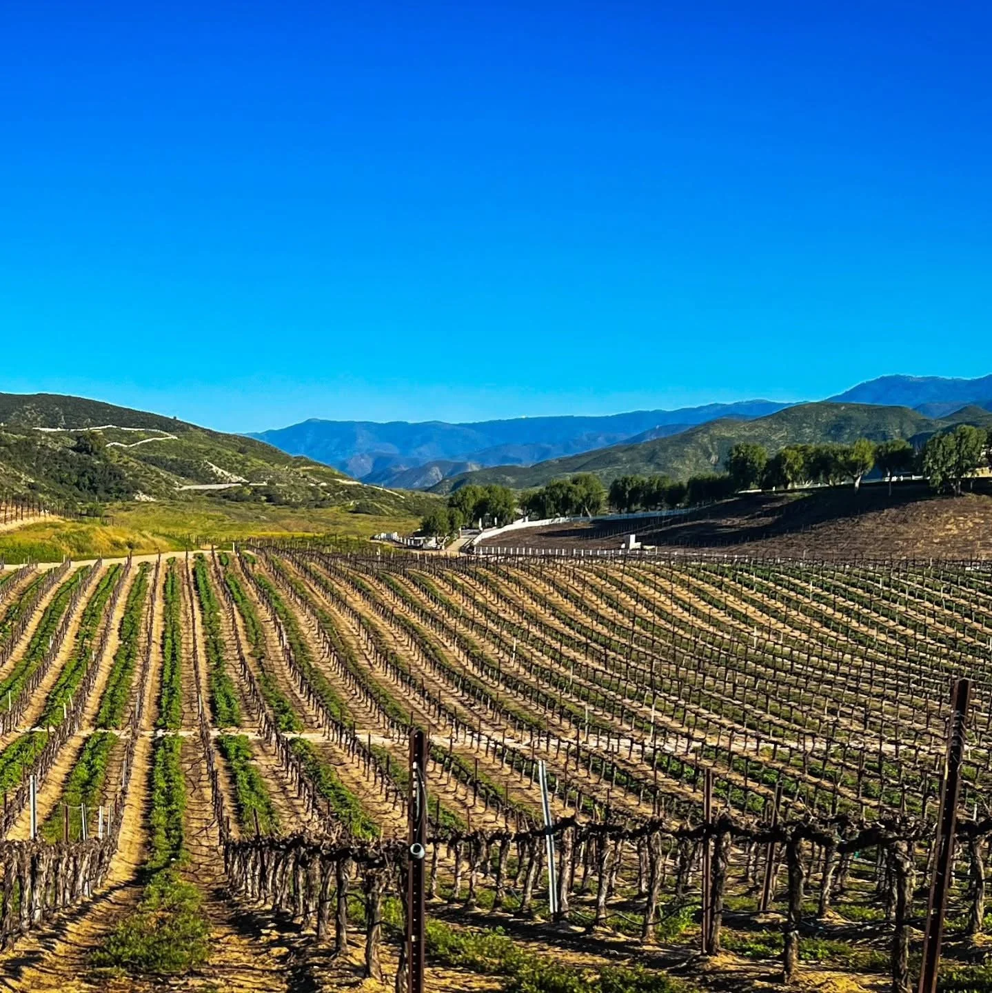Vineyard with rows of grapevines on rolling hills, set against distant mountains and a clear blue sky. Wine Country California. Branding for wineries/vineyards