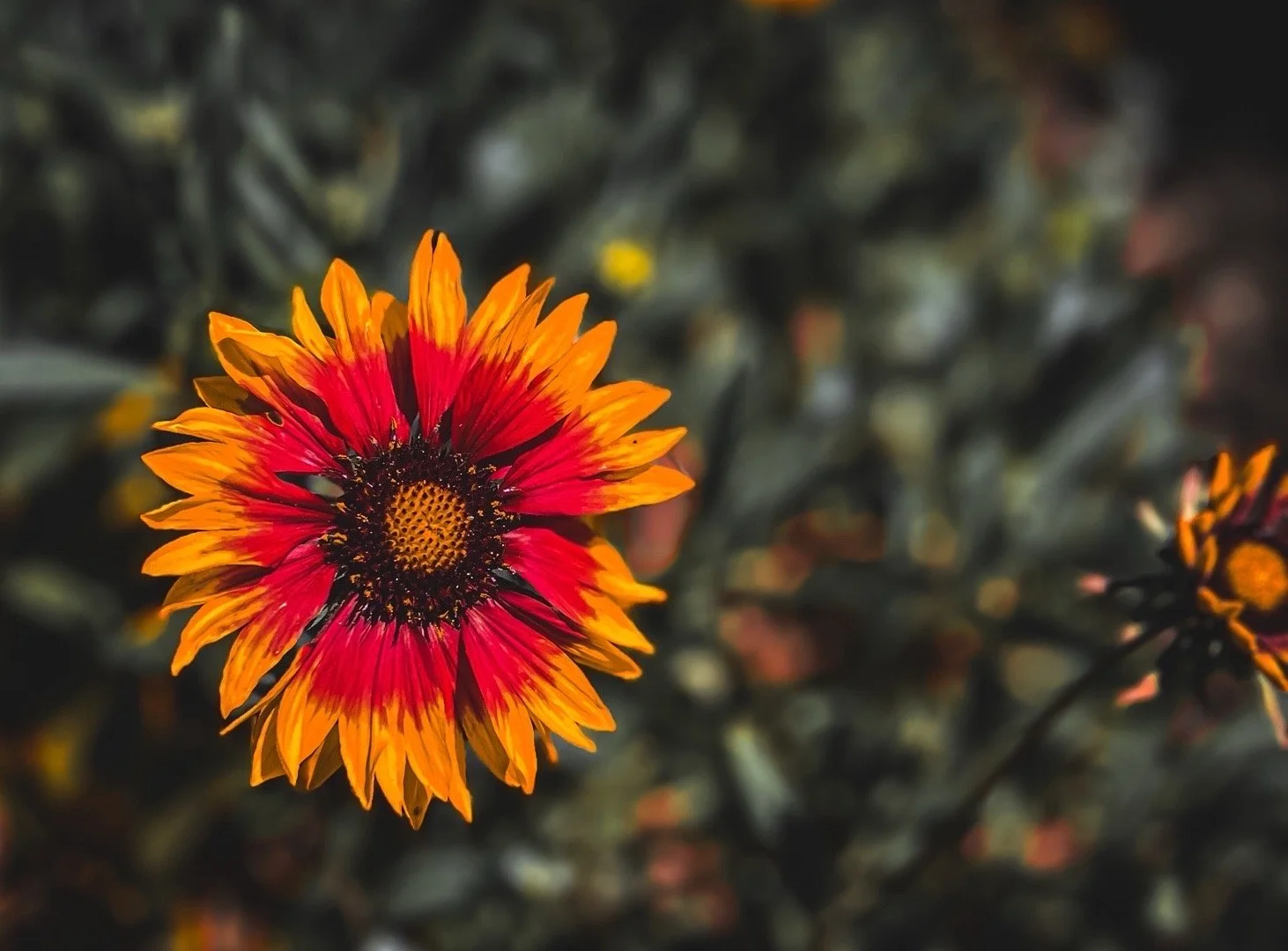 Close-up of a brightly colored orange and red flower with a dark center, surrounded by a blurred background of foliage.