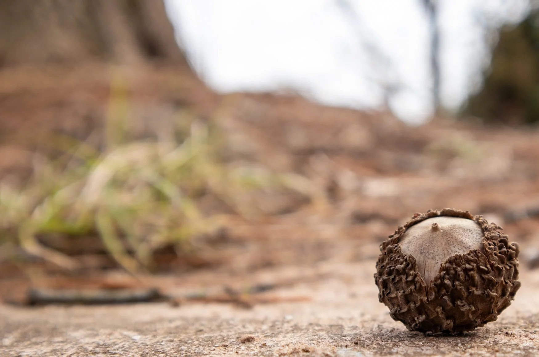 Close-up of a small sprout emerging from a brown pinecone on the ground, with a blurred natural background.