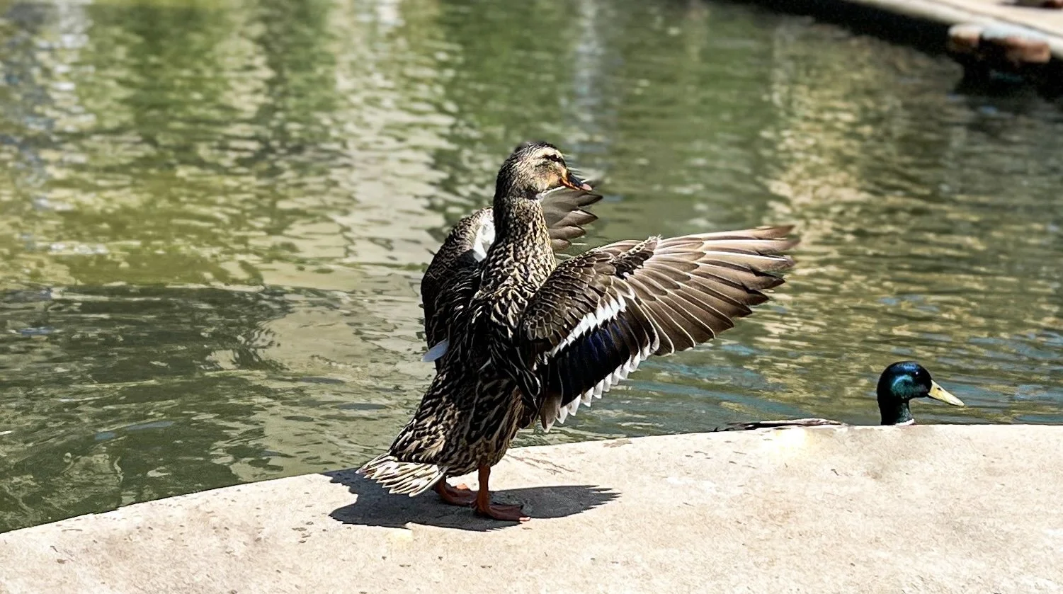 A duck standing on a concrete edge by a body of water, with its wings spread, and another duck swimming nearby.