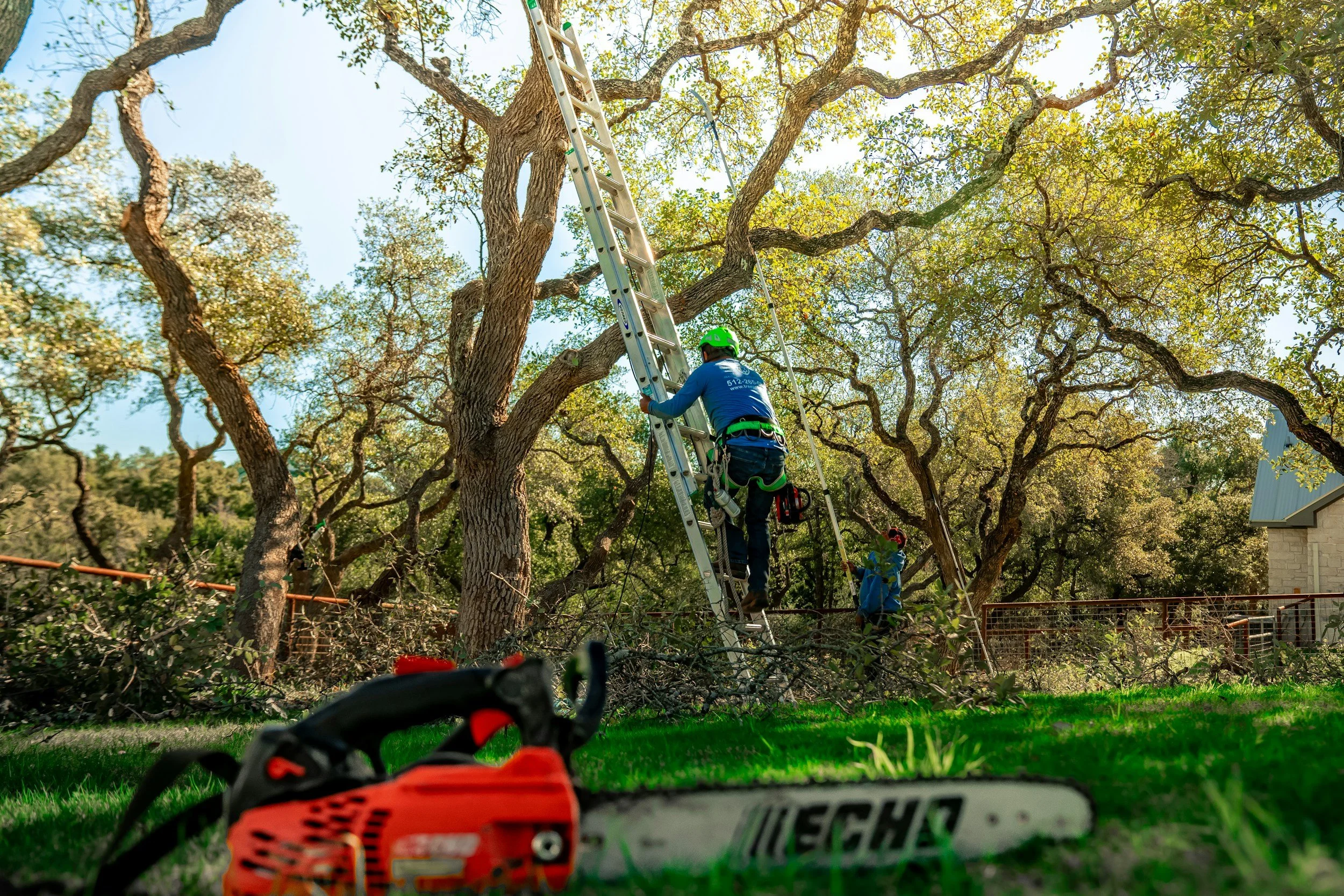 A person wearing a green helmet and blue shirt is pruning or trimming tree branches with a ladder in a backyard. The photo is taken from ground level, with the edge of a red and black chainsaw visible in the foreground. The scene is bright with sunlight and surrounded by large, twisting tree branches and green foliage.