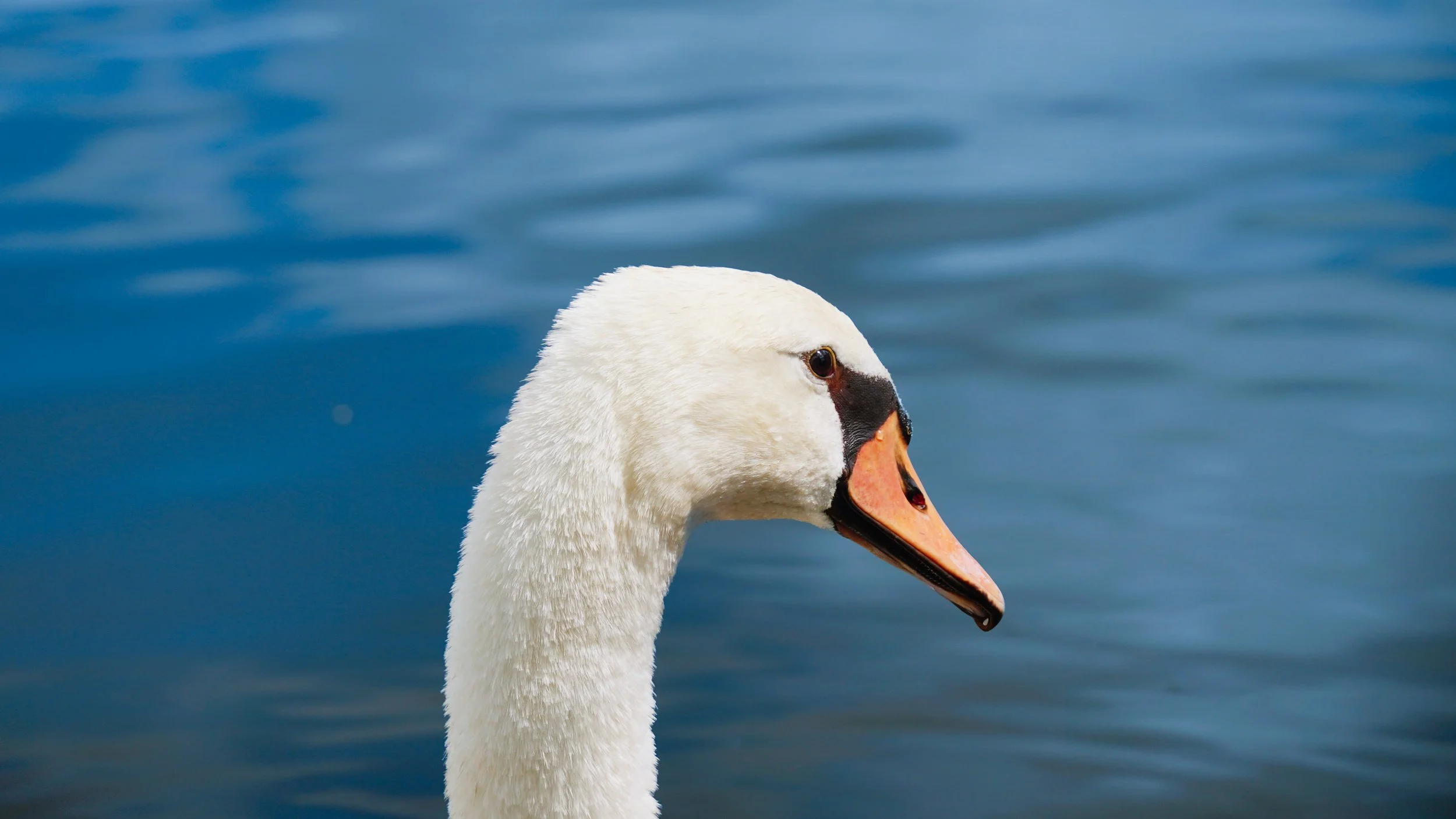 Close-up of a white swan's head and neck with water in the background.