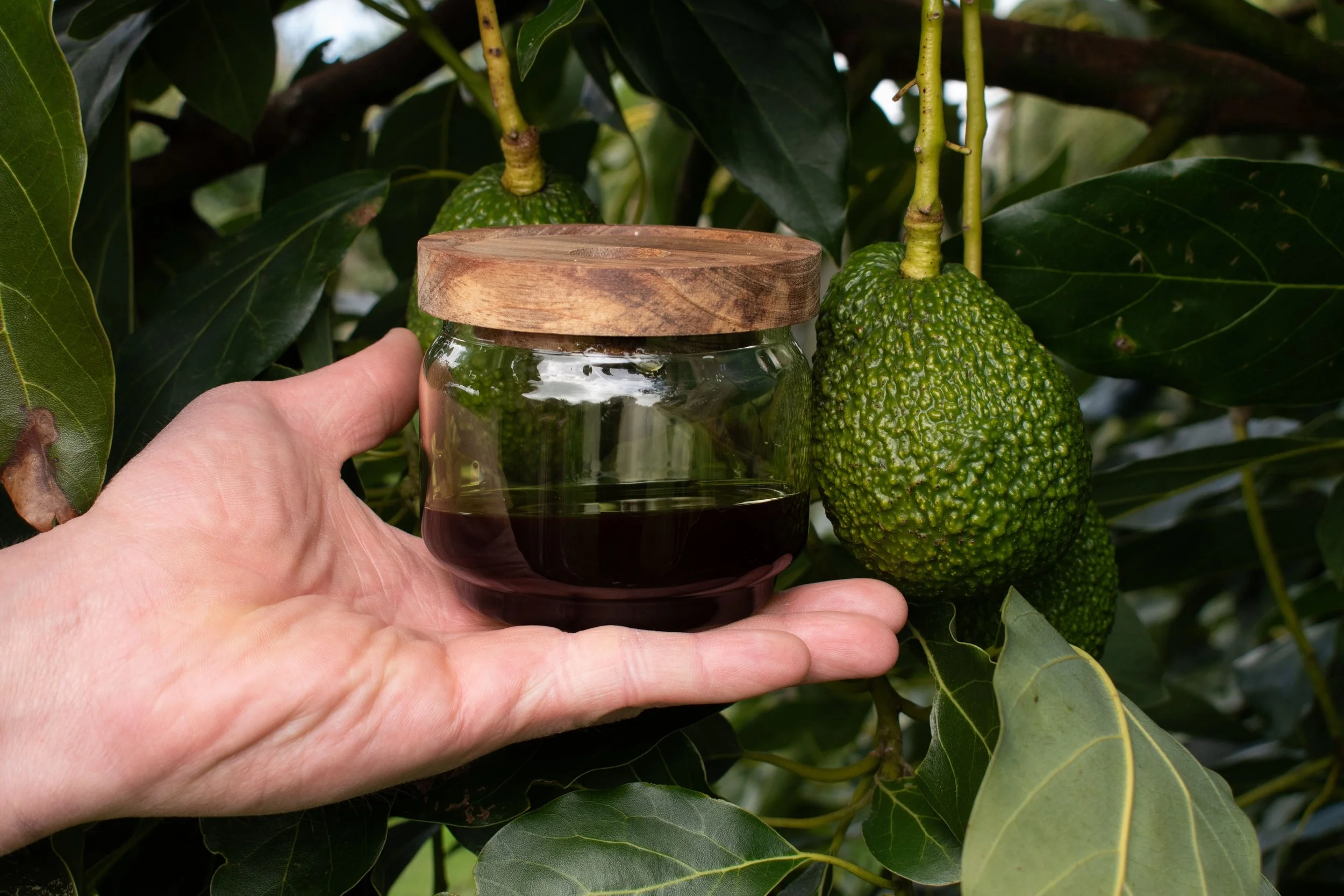 Close-up jar of avocado oil used in our small batch process of making KawaKawa Balm, Wild N Rooted NZ