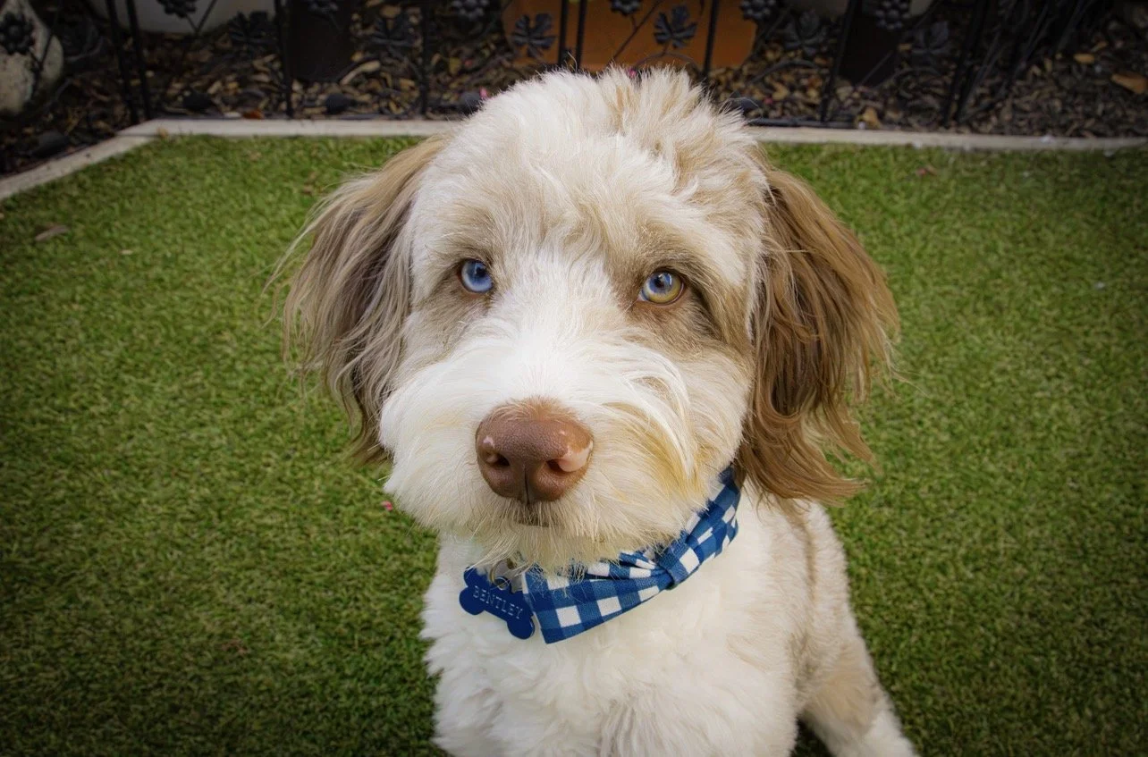 Close-up of a dog with blue eyes, floppy ears, and a white and brown fur coat, wearing a blue and white checkered bandana.