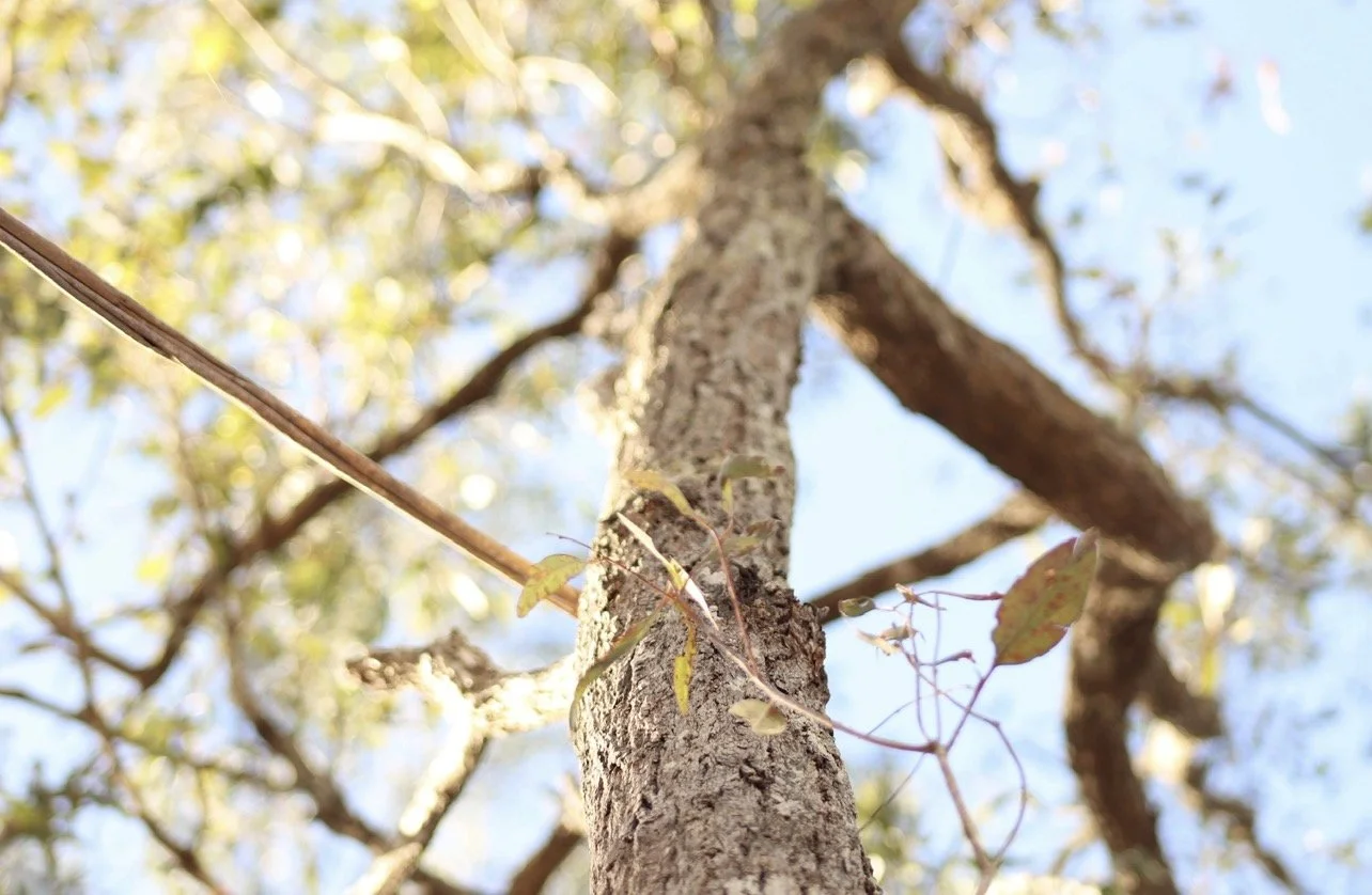 A close-up view of a tall tree trunk with small leaves and branches against a blue sky background.