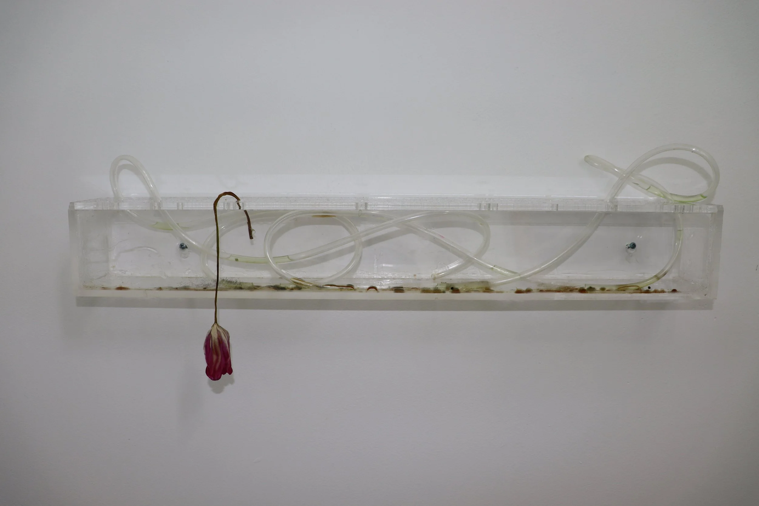 Laura Duffy, Maybe someone is starting to bloom, 2021