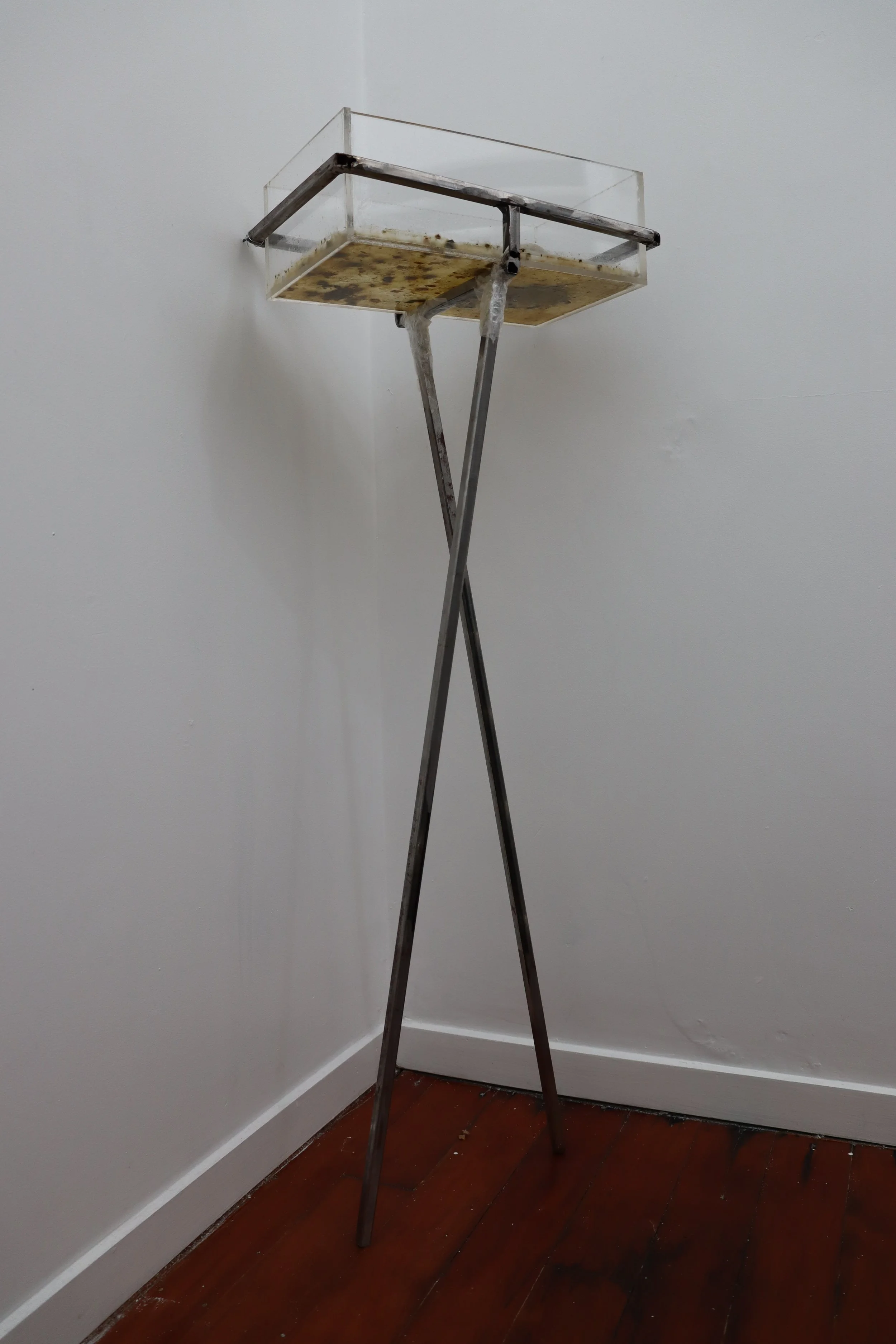 Laura Duffy, Maybe someone is starting to bloom, 2021