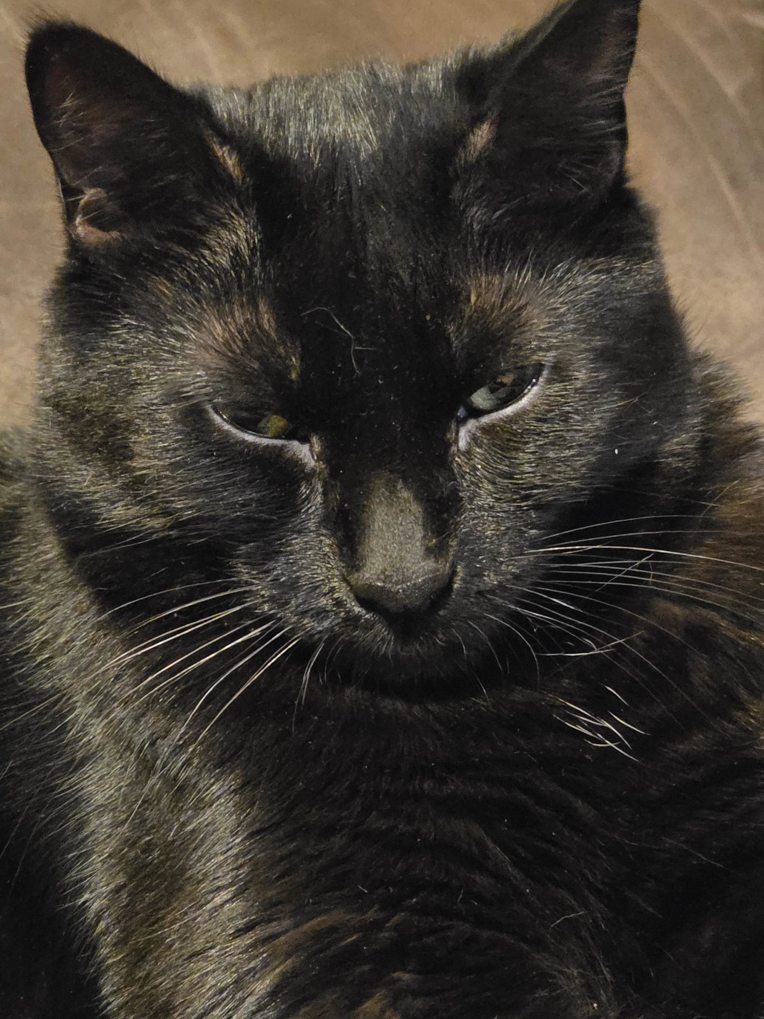 Nahaufnahme eines schwarzen, getigerten Katzenkopfes mit goldenen Augen.