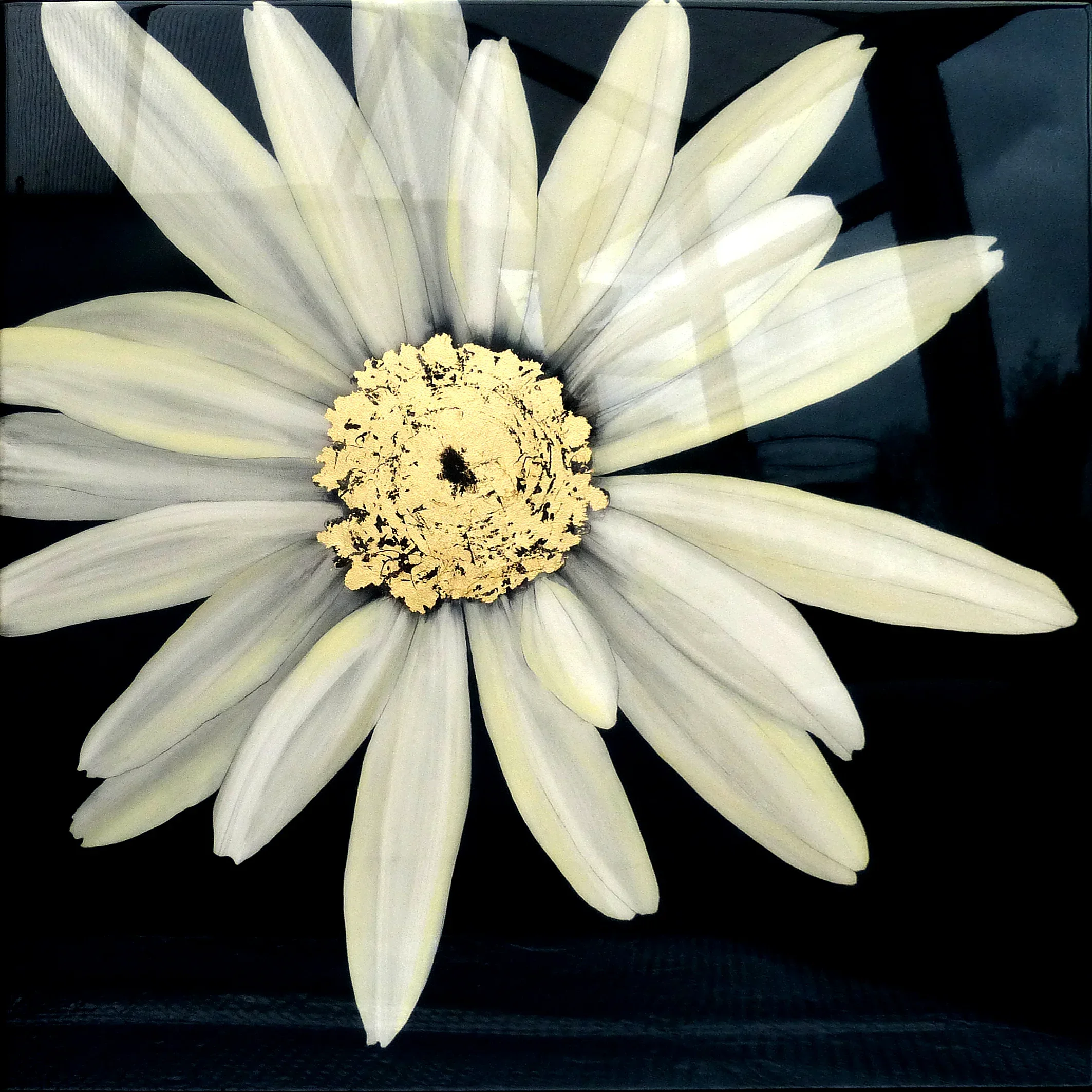 CELESTE Daisy 90x90 | SOLD