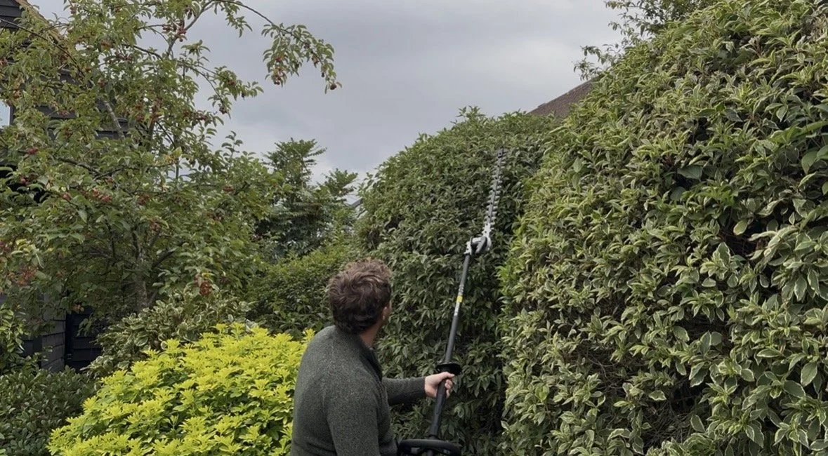 A person trimming a large hedge with an extending gardening tool during daytime.