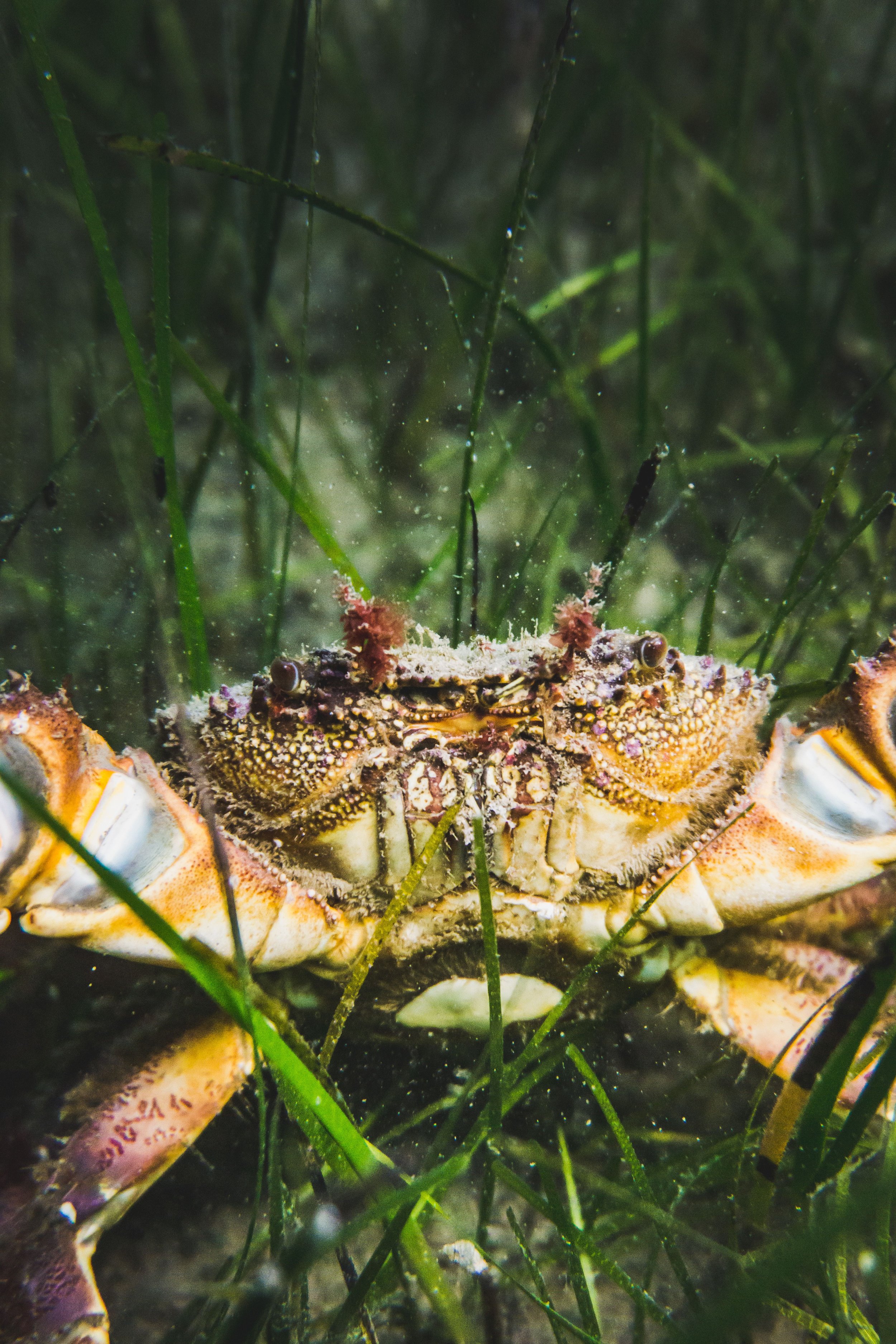 A crab underwater amidst green seaweed and plants, partially hidden by the flora.