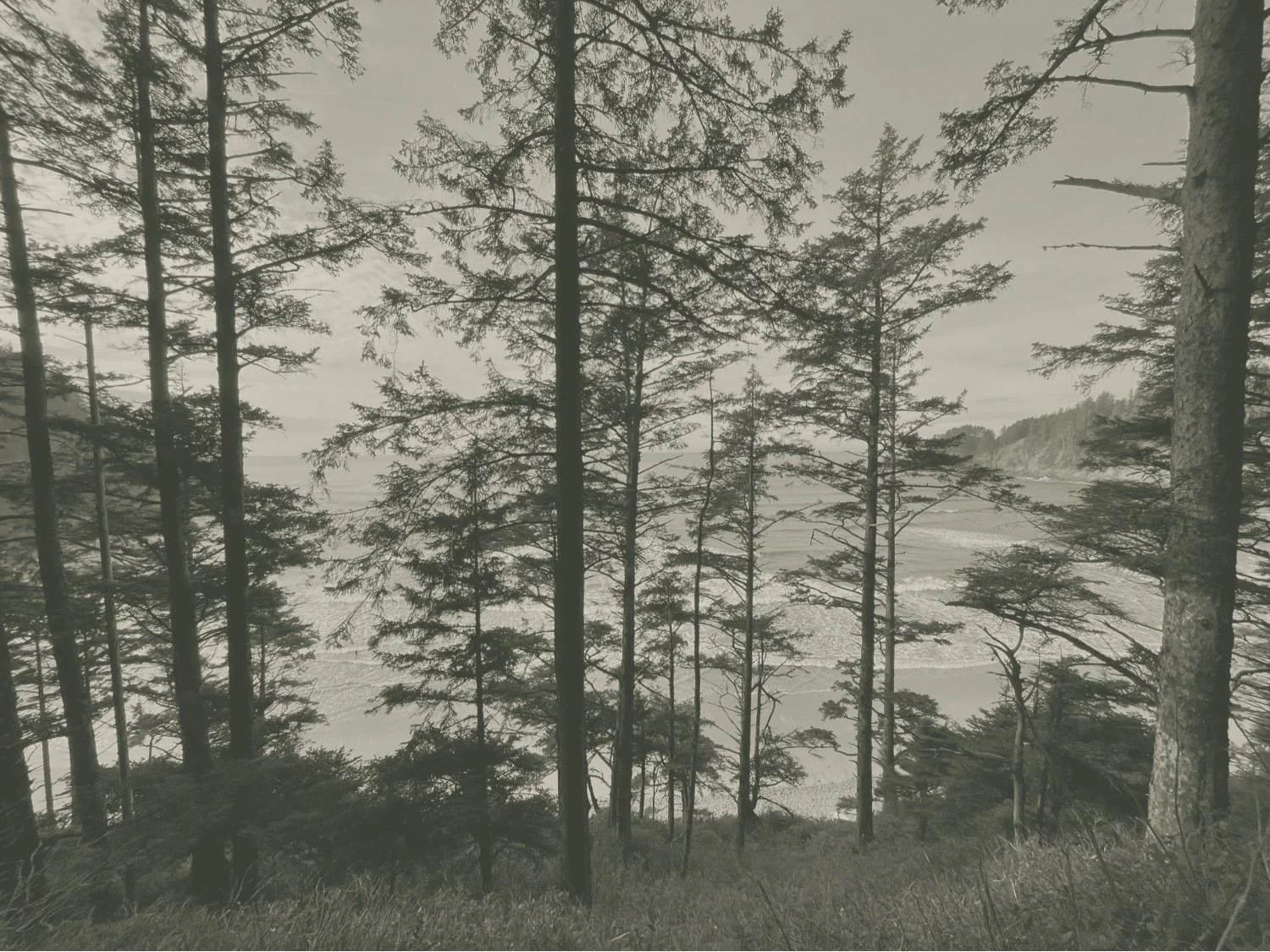 Tall evergreens framing the Pacific Northwest coastline