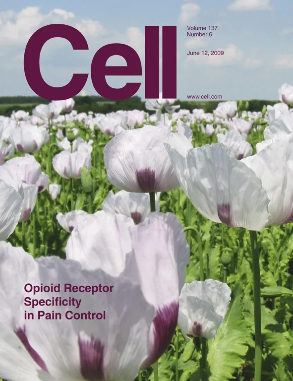Scherrer_Cell_2009.jpg