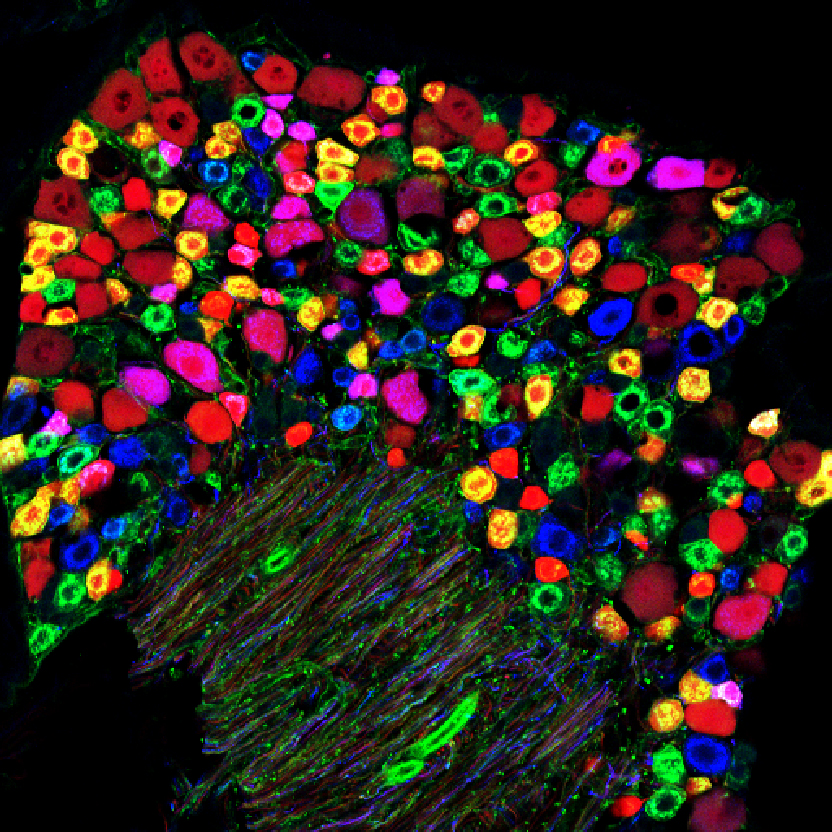 SENSORY NEURONS