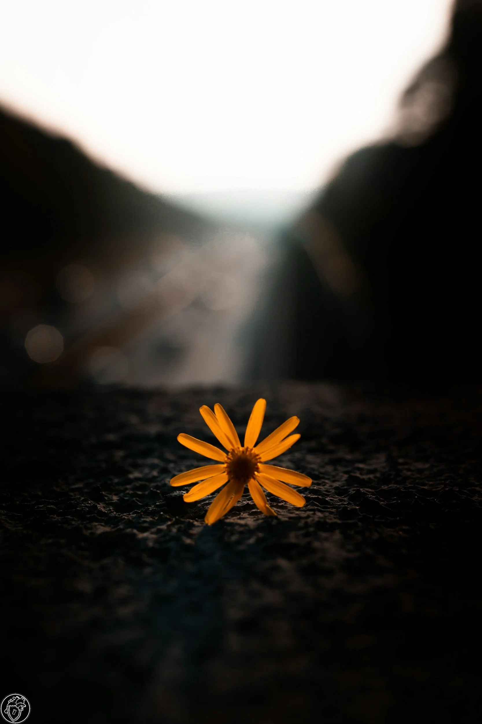 Eine einzelne gelbe Blume liegt auf einer dunklen, rauen Oberfläche. Im Hintergrund ist eine helle Lichtquelle, die die Szenerie beleuchtet.
