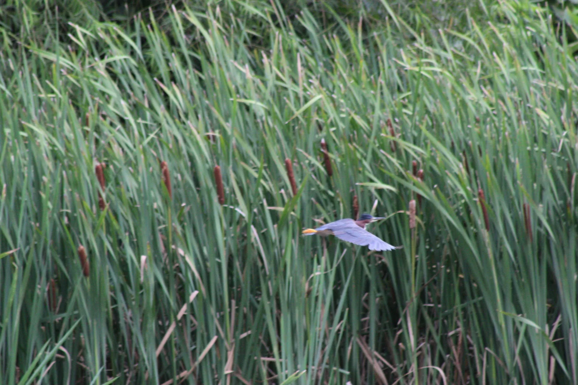 Messenger_creation_B9854E59-2995-4BD4-A7FC-015B338DDD31.jpeg